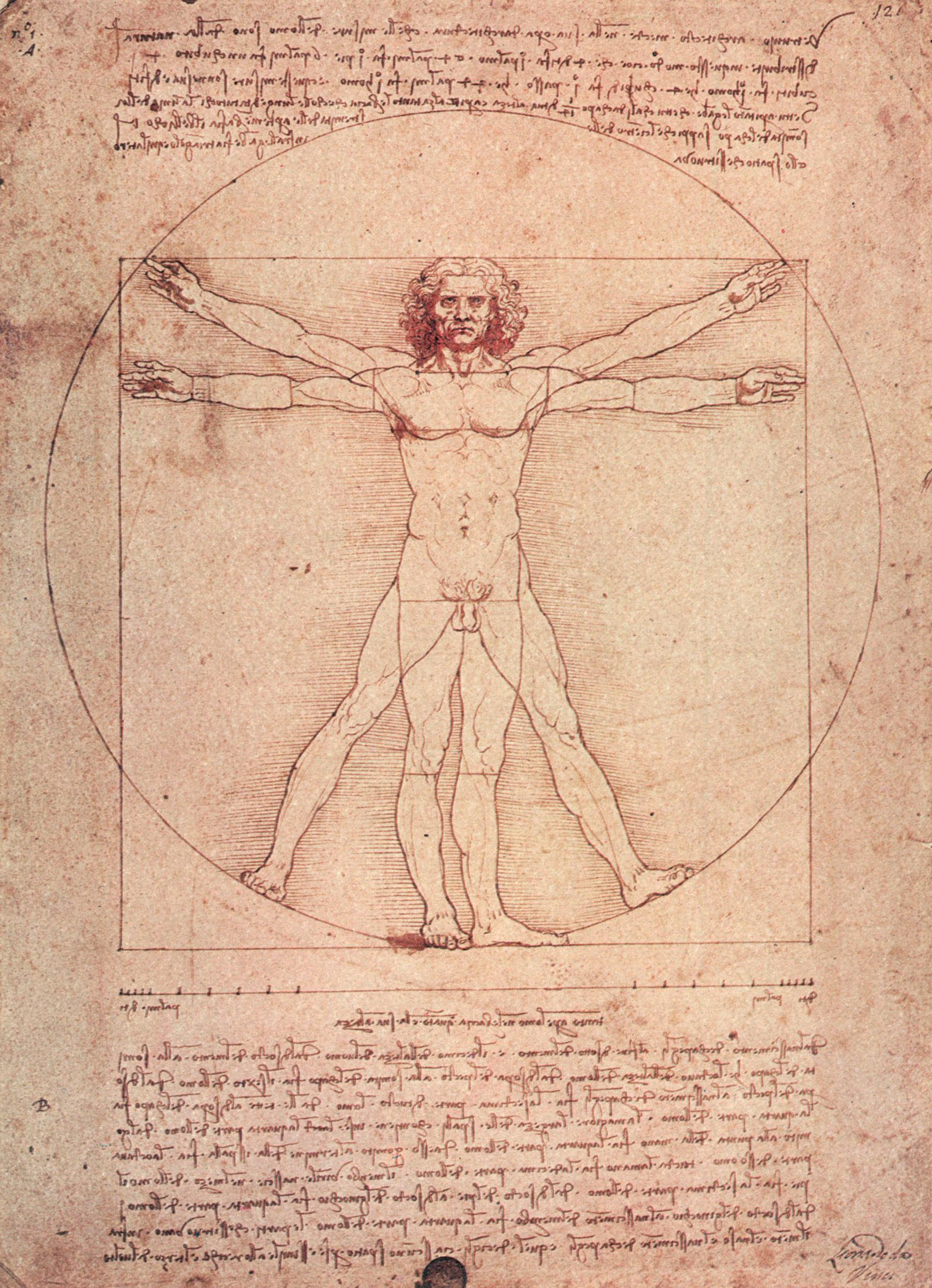 l' Uomo vitruviano drawing by Leonardo da Vinci around 1489