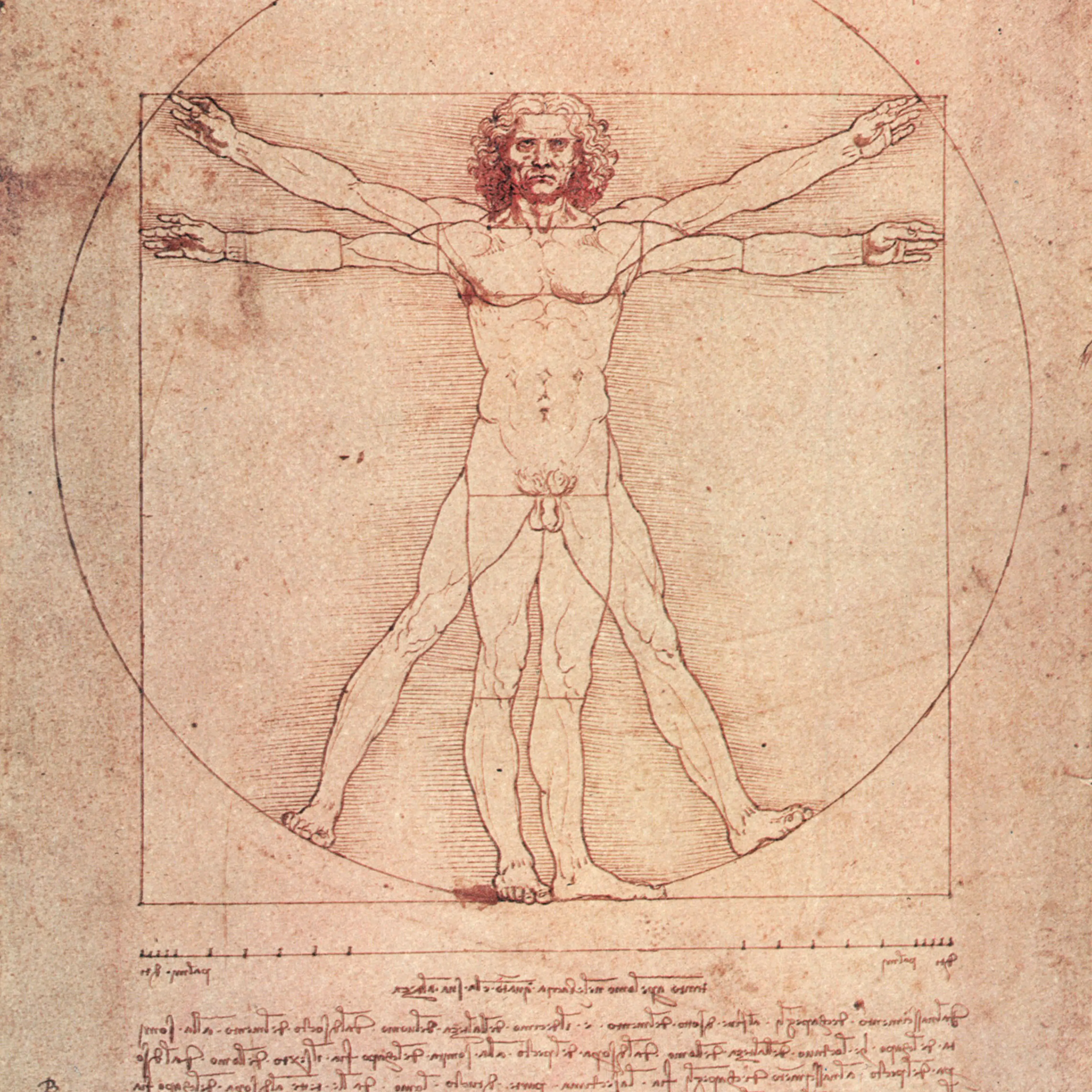 l' Uomo vitruviano drawing by Leonardo da Vinci around 1489