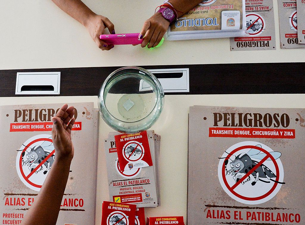 A woman takes a photo of Aedes aegypti mosquito larvae on February 17, 2016, in Cali, Colombia. Cali's Health Secretariat massively delivered mosquito nets to pregnant women and installed guppy fish bowls as a preventive measure against Aedes aegypti mos