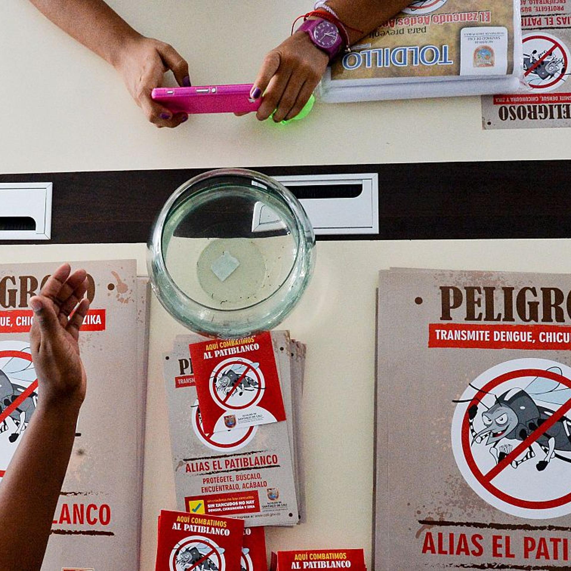 A woman takes a photo of Aedes aegypti mosquito larvae on February 17, 2016, in Cali, Colombia. Cali's Health Secretariat massively delivered mosquito nets to pregnant women and installed guppy fish bowls as a preventive measure against Aedes aegypti mos