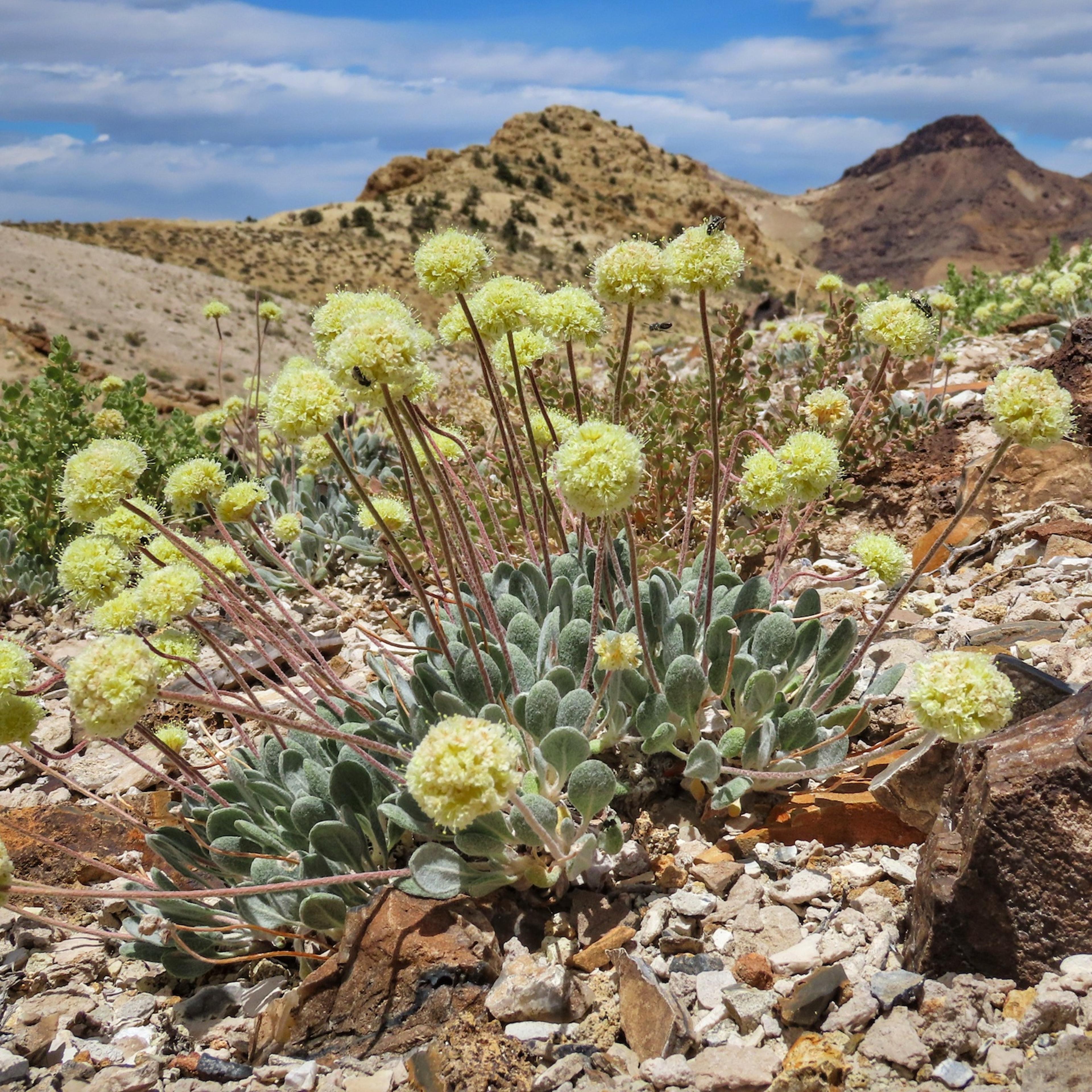 Tiehms_buckwheat_Patrick_Donnelly_Center_for_Biological_Diversity.jpeg