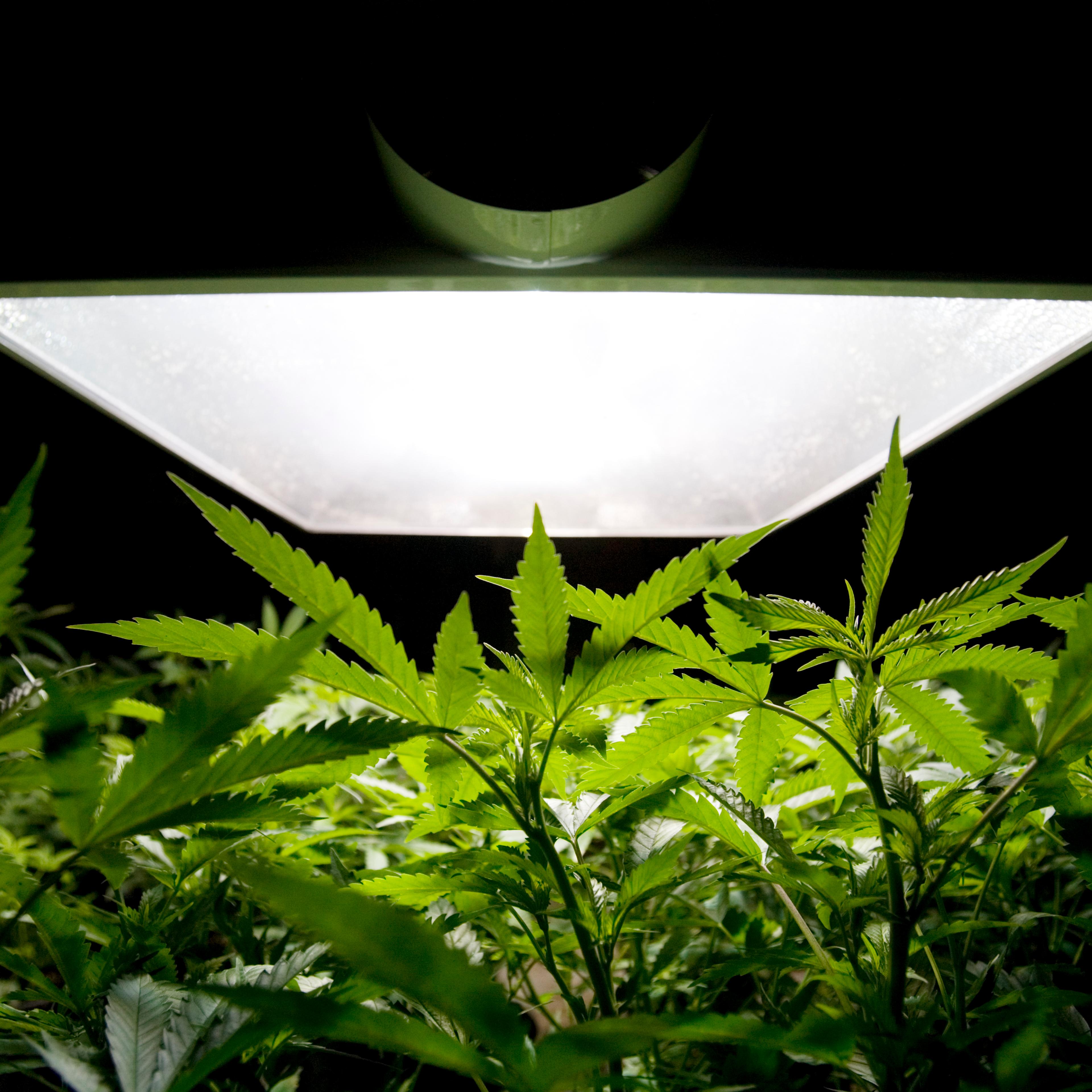 Medical Marijuana