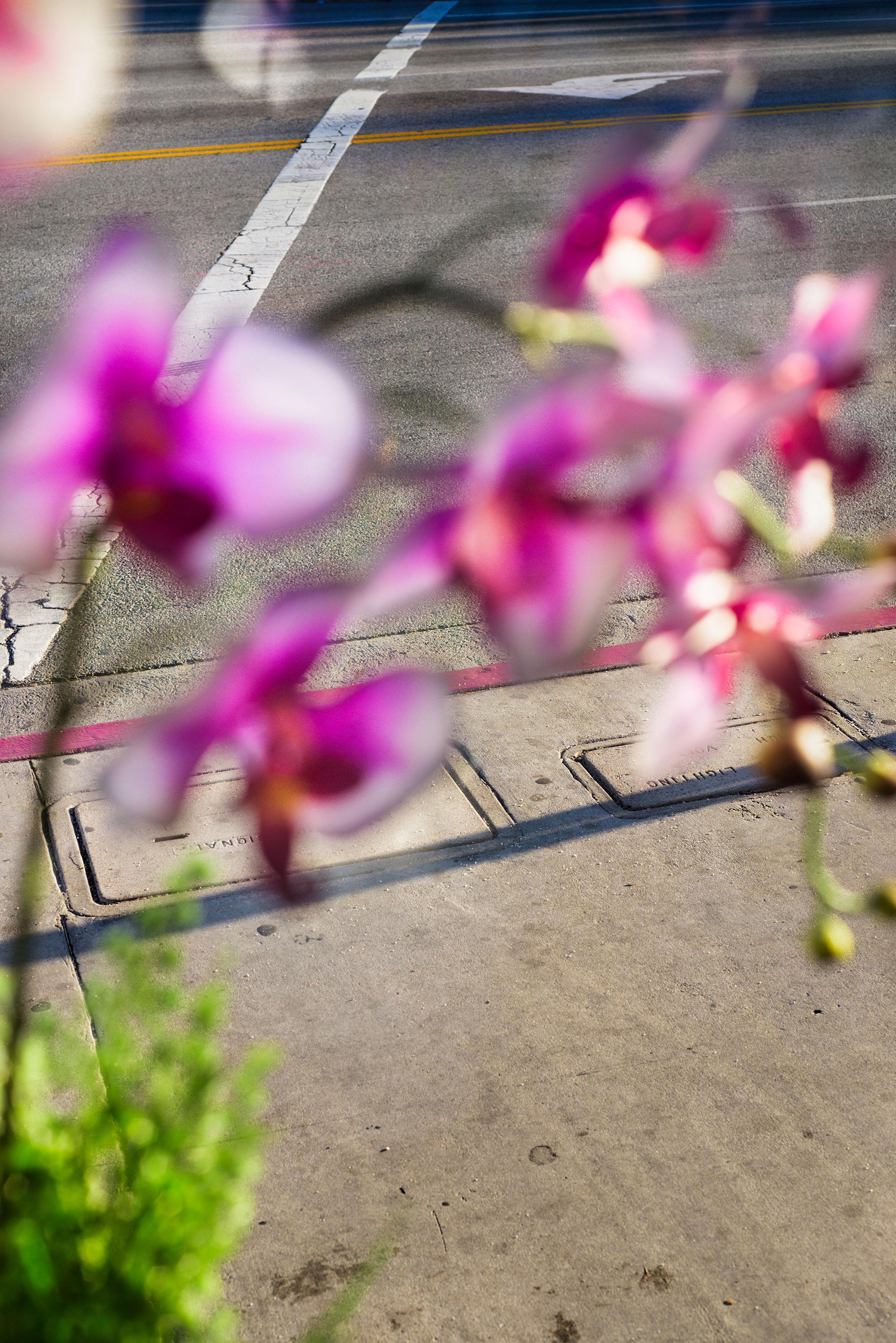 Orchids