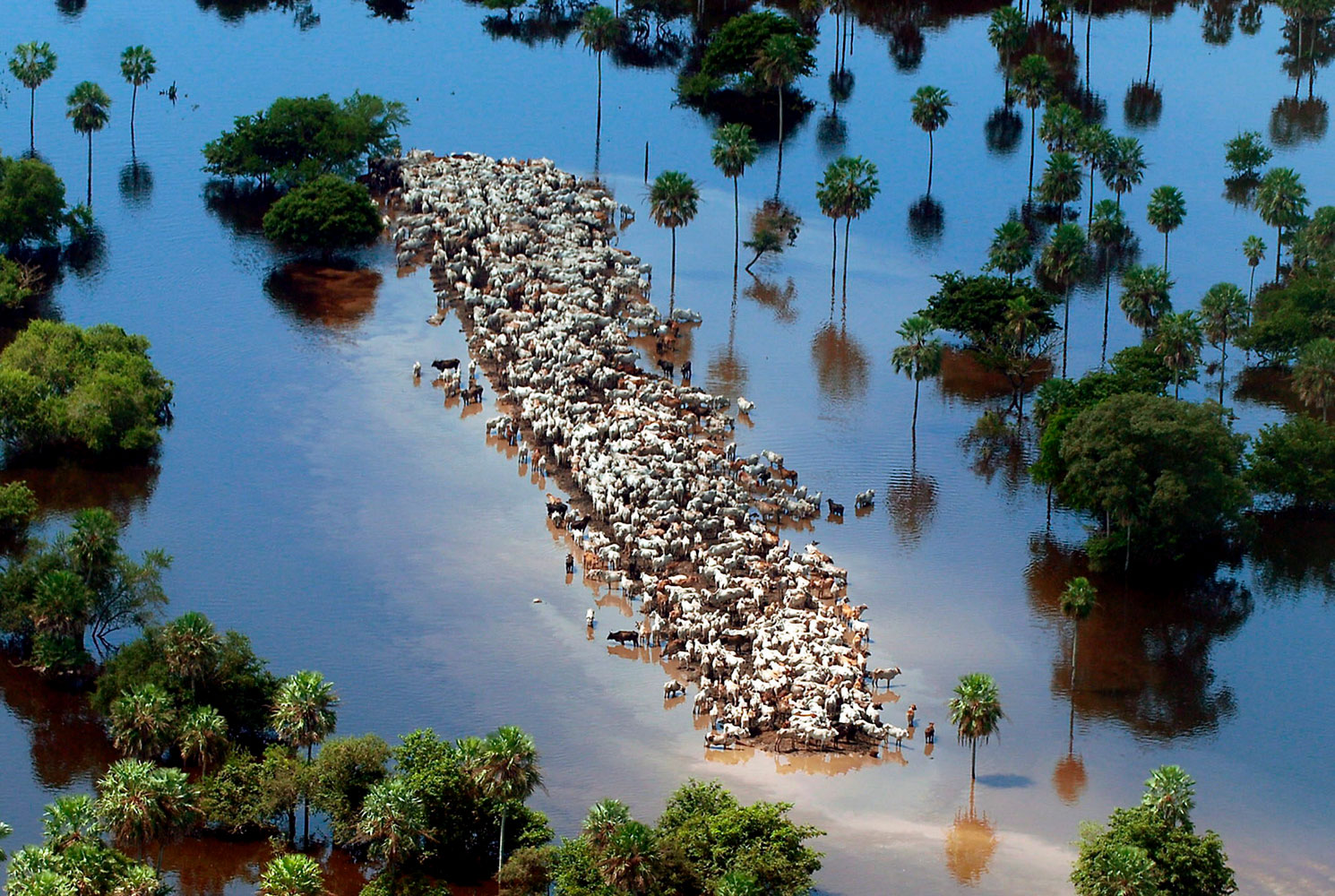 Cattle gather on a strip of dry land in low-lying areas of the Bolivian Amazon, after heavy rains from the El Nino weather phenomenon on Feb 22, 2007 in Beni, Bolivia. The rains affected 350,000 people, destroyed valuable agriculture and killed 23,000 ca