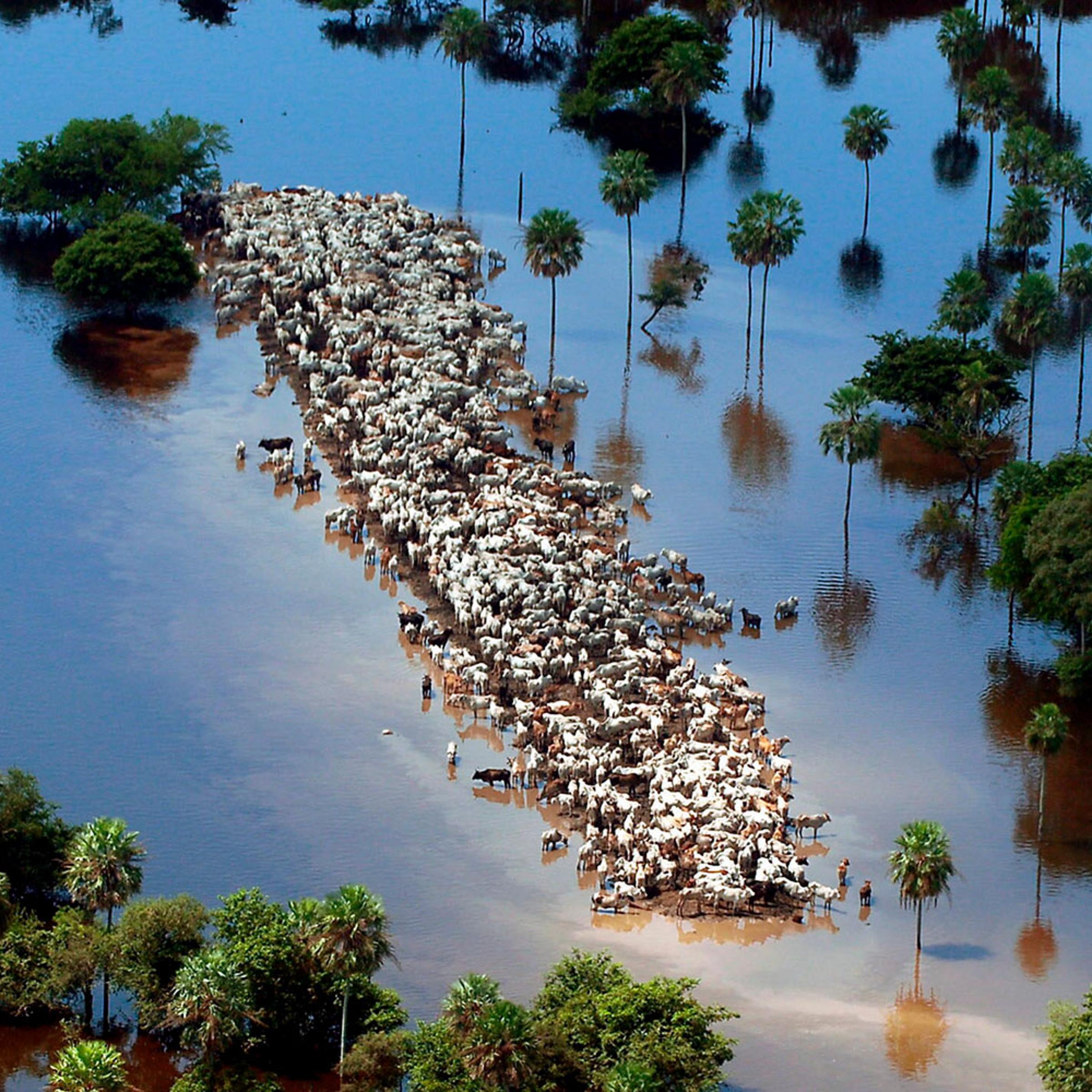 Cattle gather on a strip of dry land in low-lying areas of the Bolivian Amazon, after heavy rains from the El Nino weather phenomenon on Feb 22, 2007 in Beni, Bolivia. The rains affected 350,000 people, destroyed valuable agriculture and killed 23,000 ca