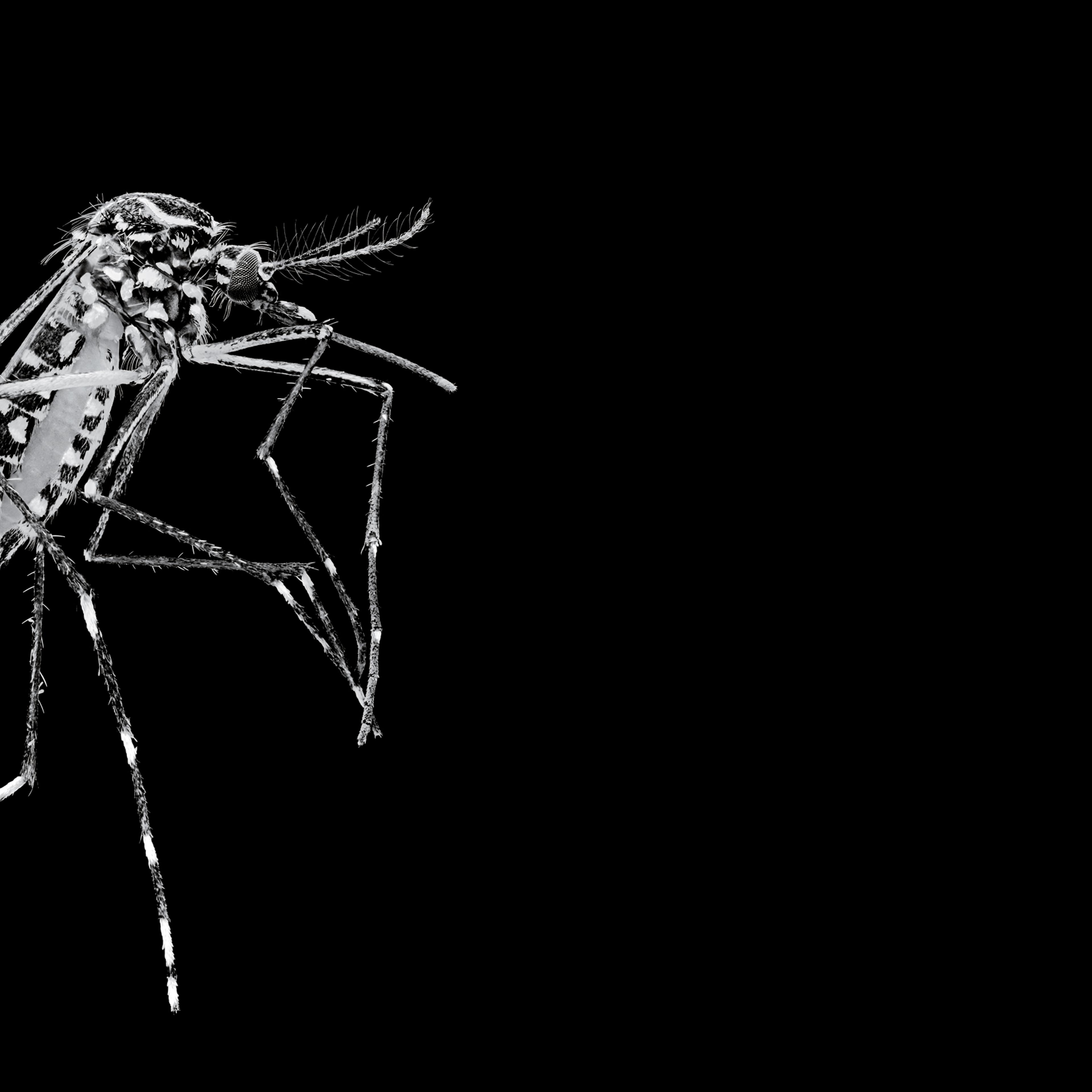 This magnified photograph shows an Aedes aegypti mosquito—the species capable of transmitting Zika