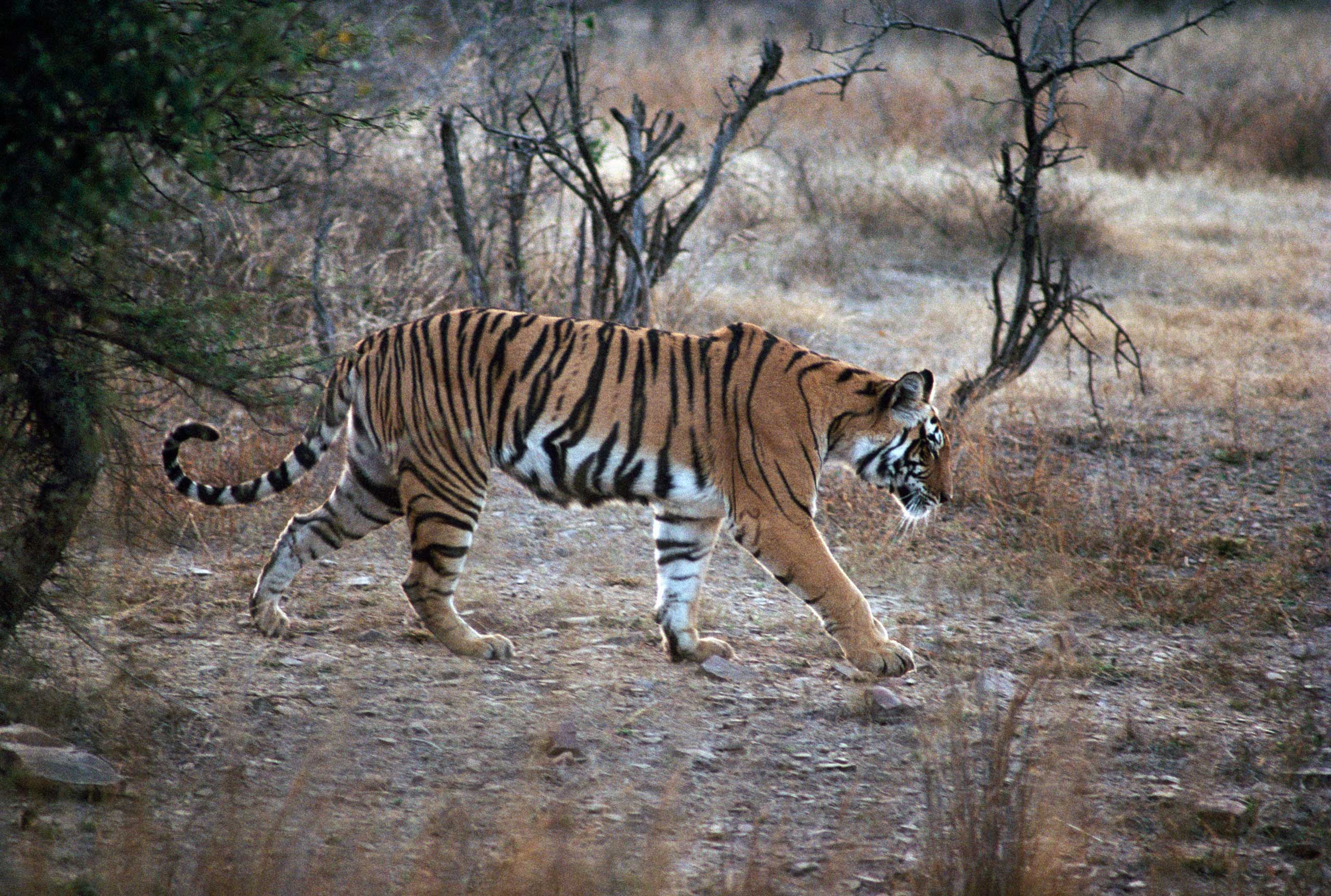 Bengal tiger (Panthera tigris tigris)
