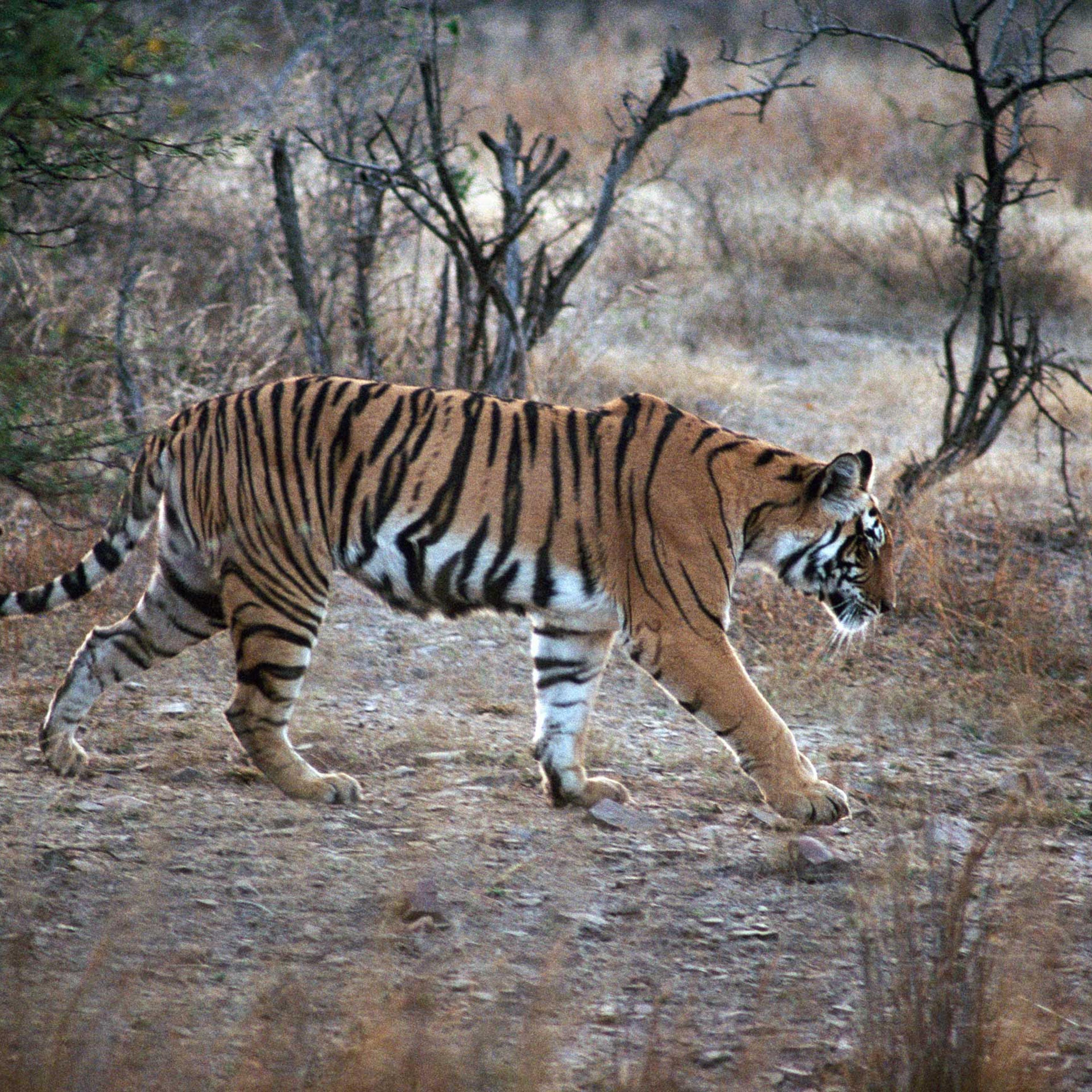 Bengal tiger (Panthera tigris tigris)