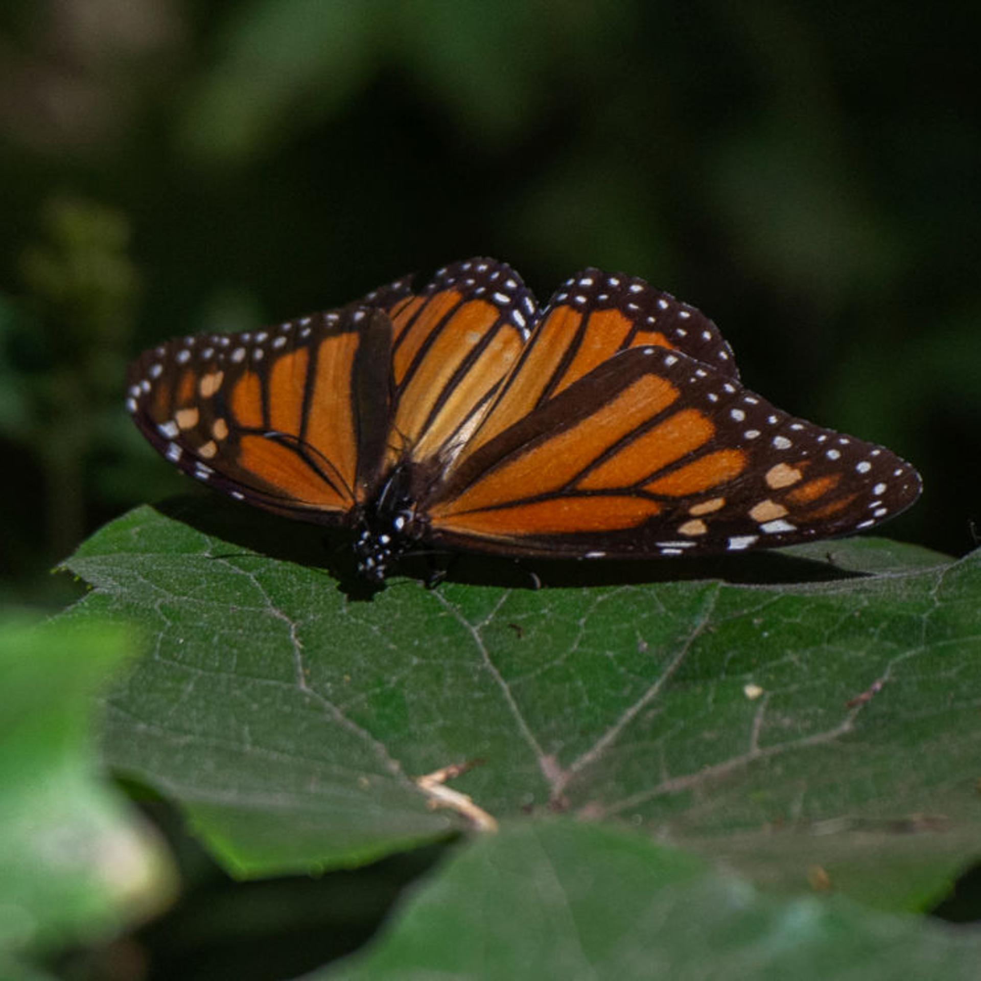 A Monarch butterfly sits on a leaf at the Rosario Sanctuary in the Ocampo municipality, Michoacan state, Mexico, on Feb. 11, 2022.