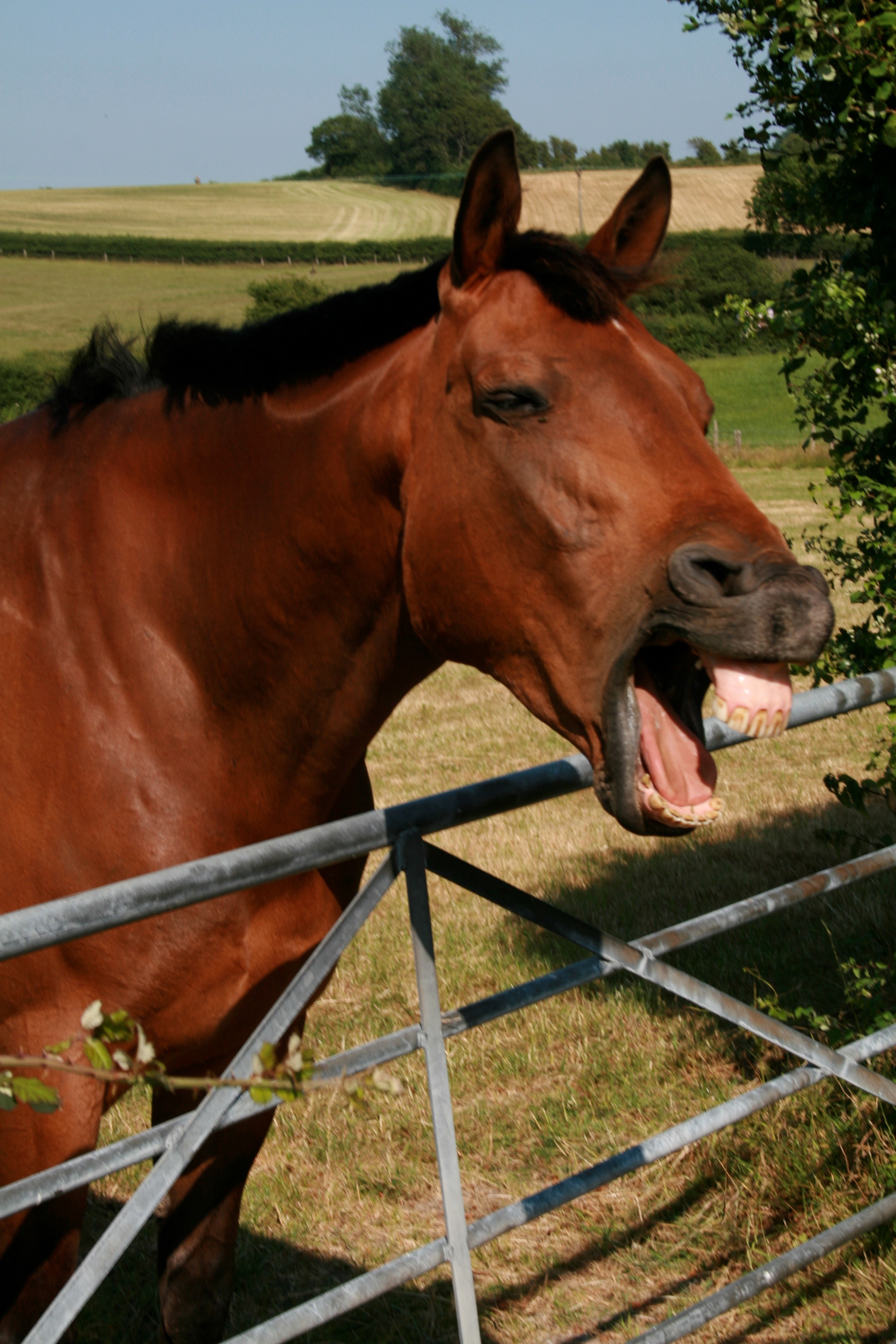 horse smile