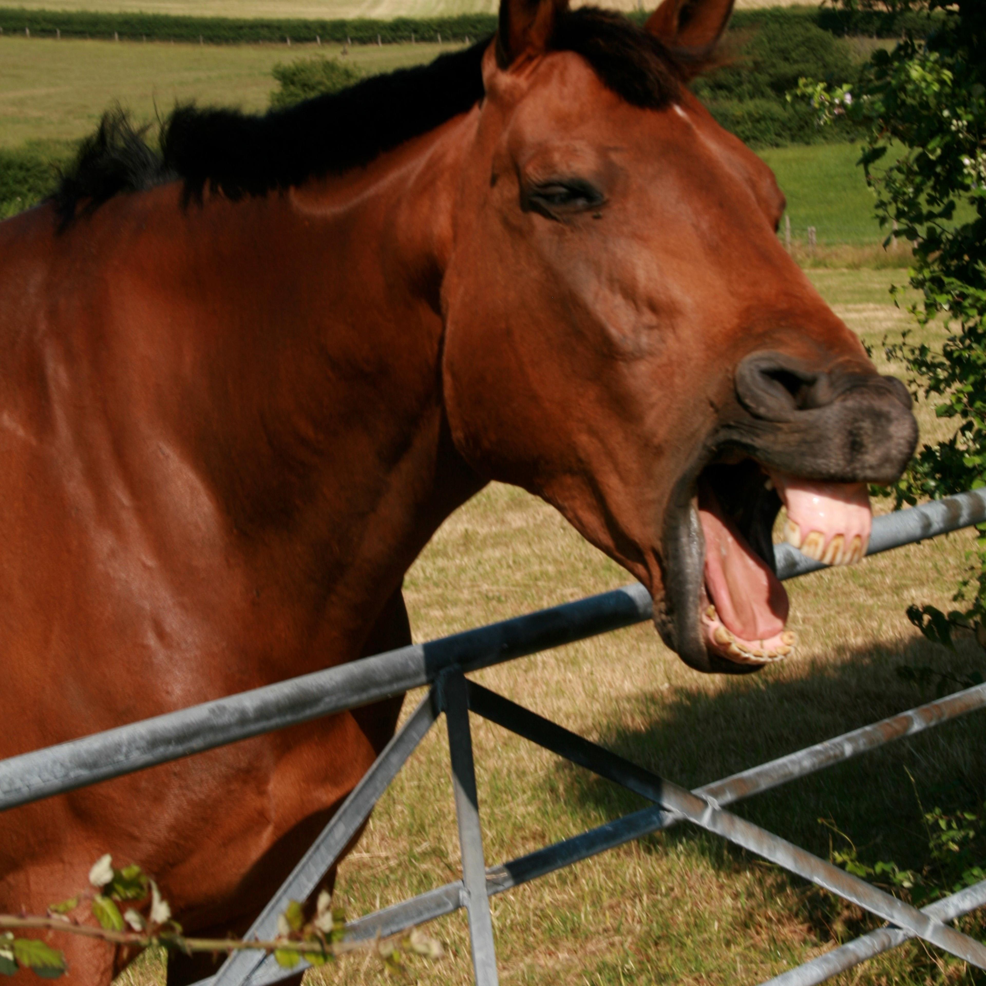 horse smile