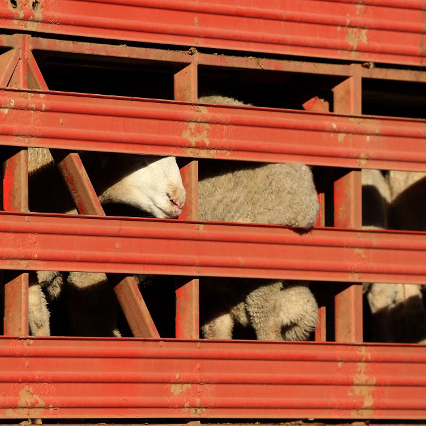 Al Kuwait Livestock Ship Ordered To Leave Perth Port After Crew Cleared Of COVID-19