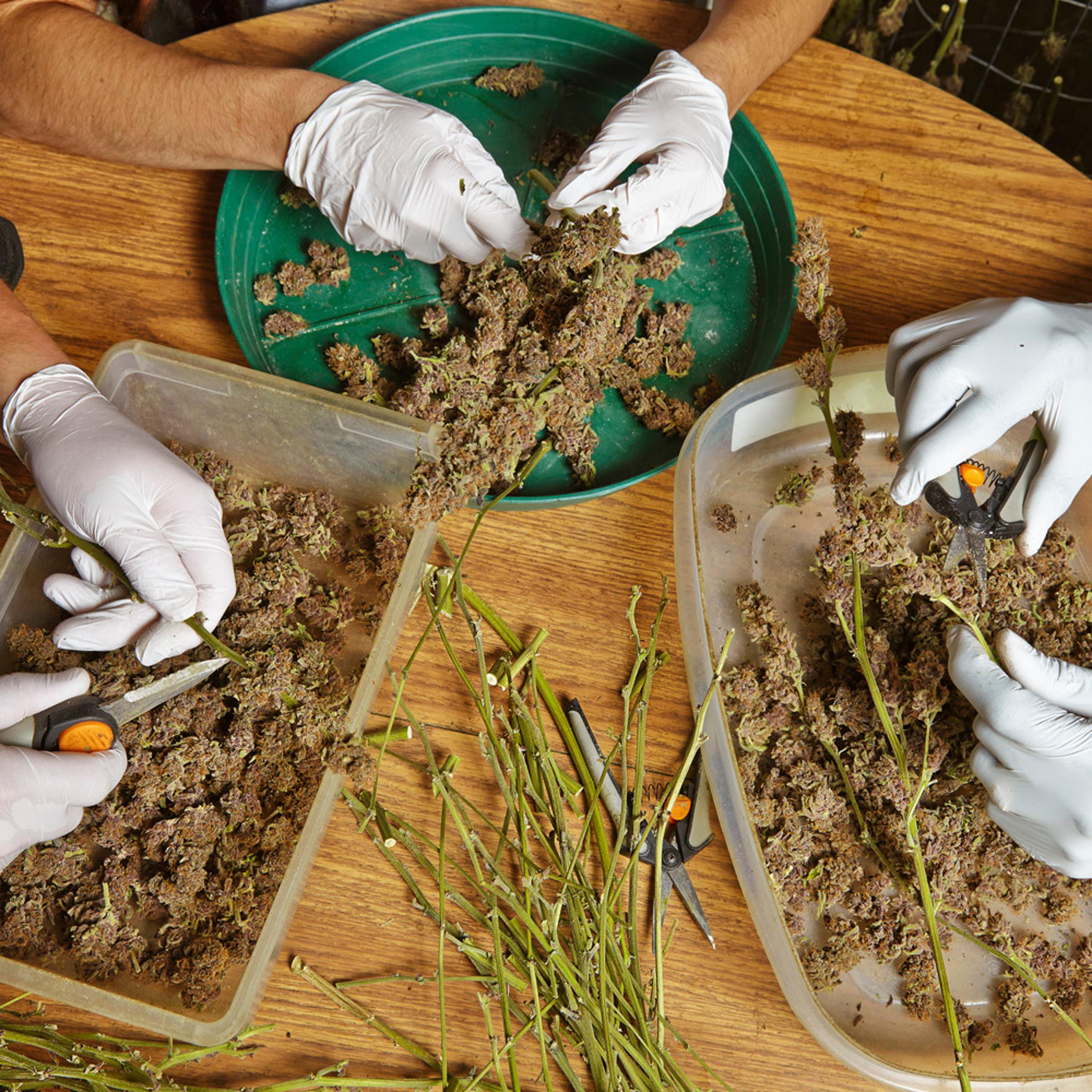 Workers cutting the buds from the stems of dried marijuana at the Pacific Northwest Medical facility in Spokane, Washington.
