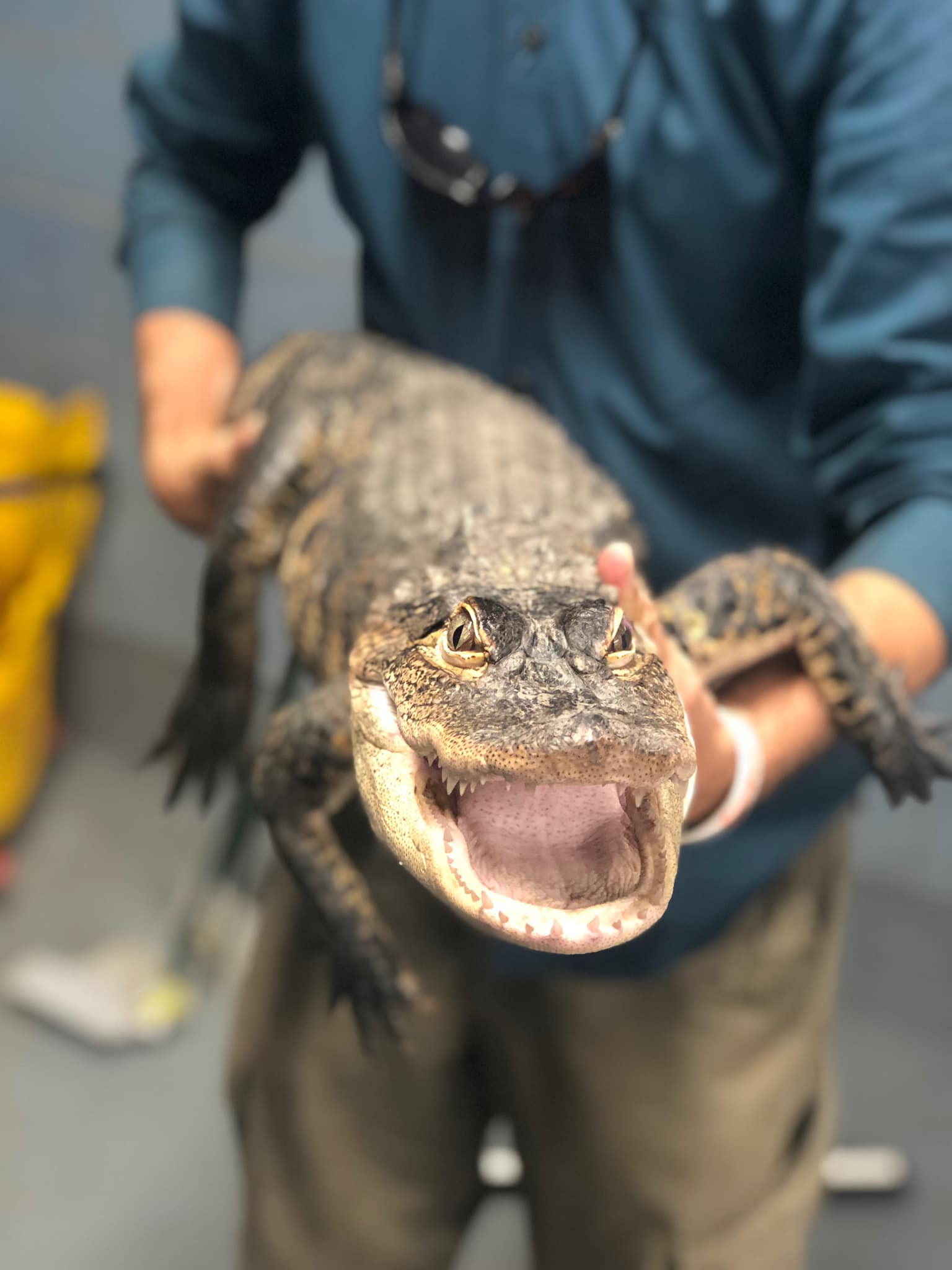 Chance the Snapper, at a press conference in Chicago on July 16, 2019. The fugitive gator was caught early Tuesday morning.