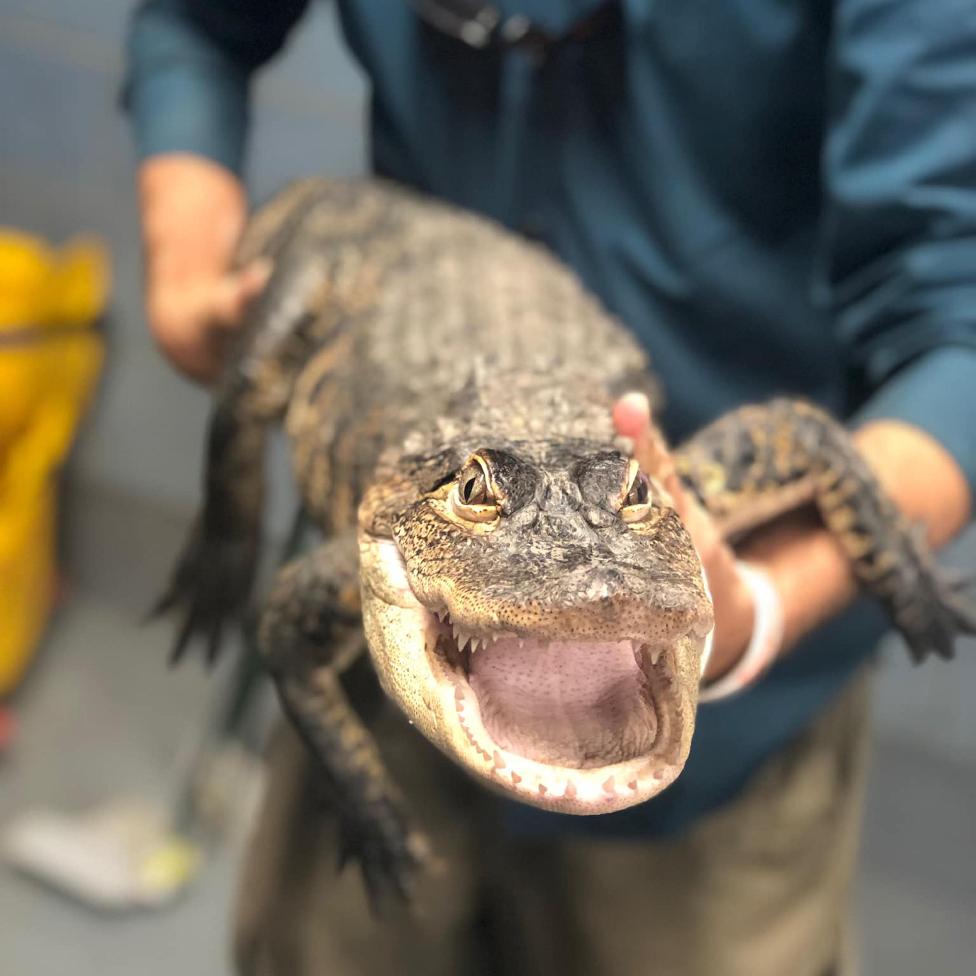 Chance the Snapper, at a press conference in Chicago on July 16, 2019. The fugitive gator was caught early Tuesday morning.