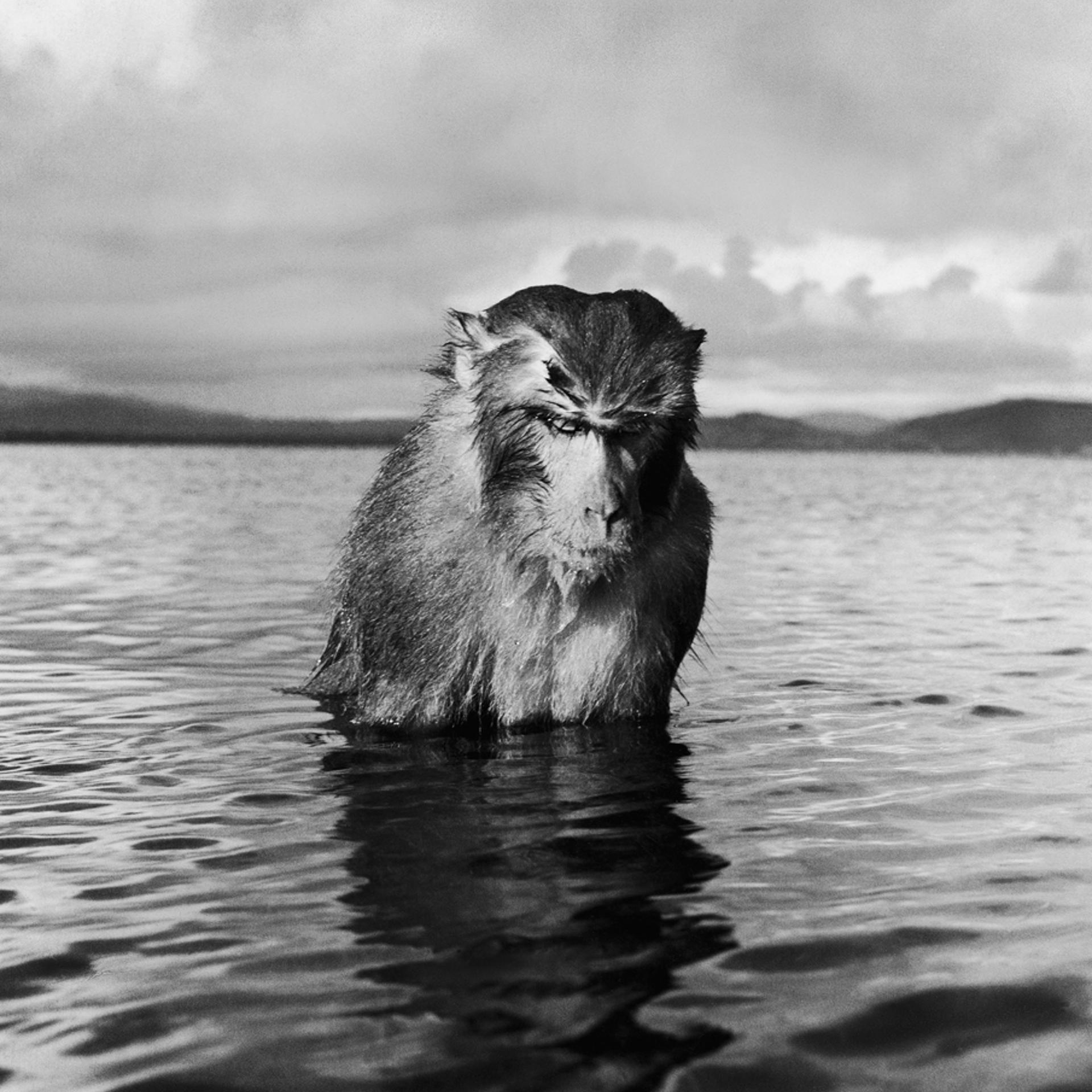 A rhesus monkey in Puerto Rico, 1938.