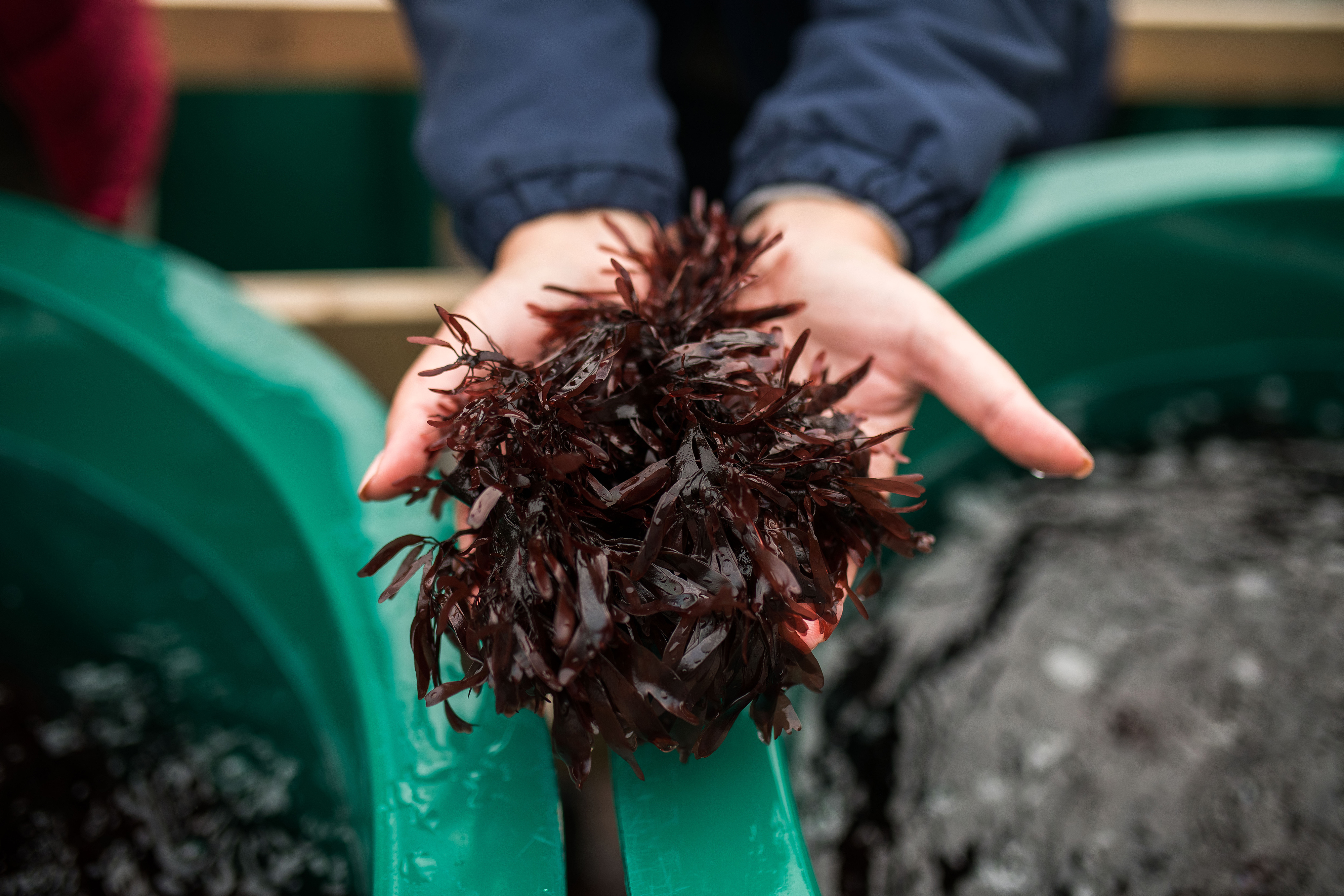 Edible dulse seaweed