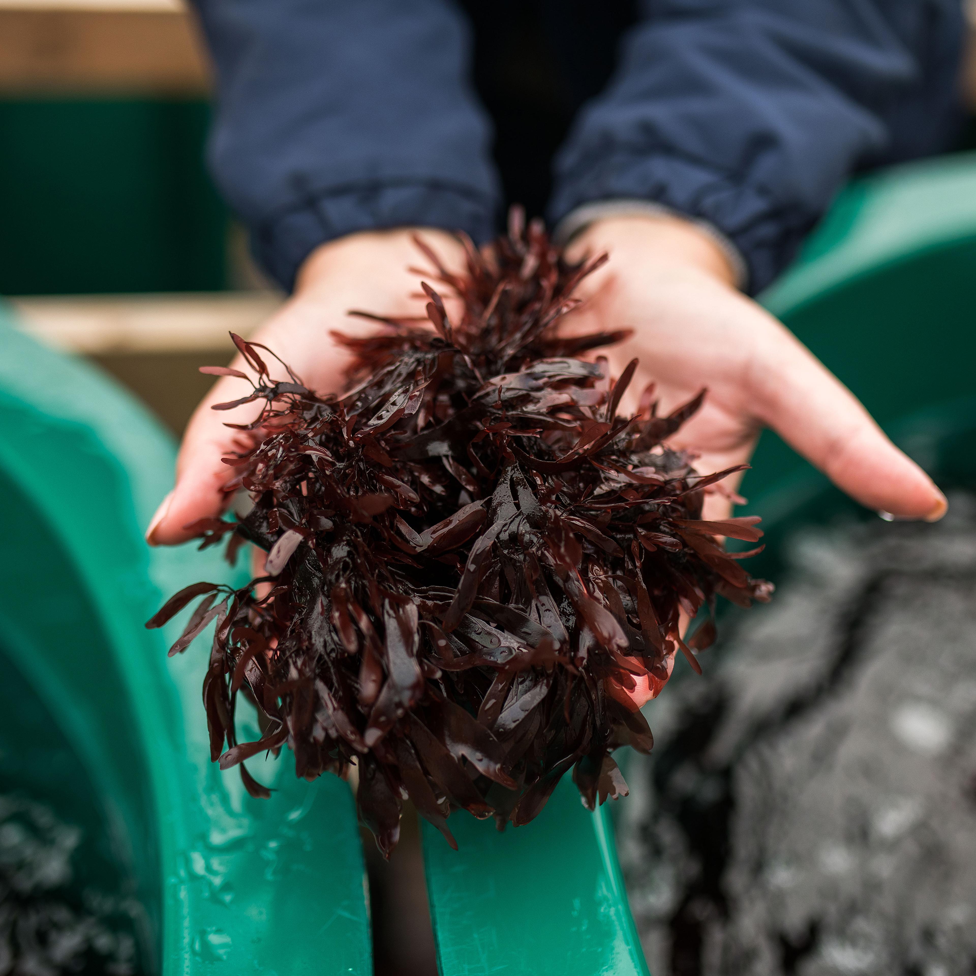 Edible dulse seaweed