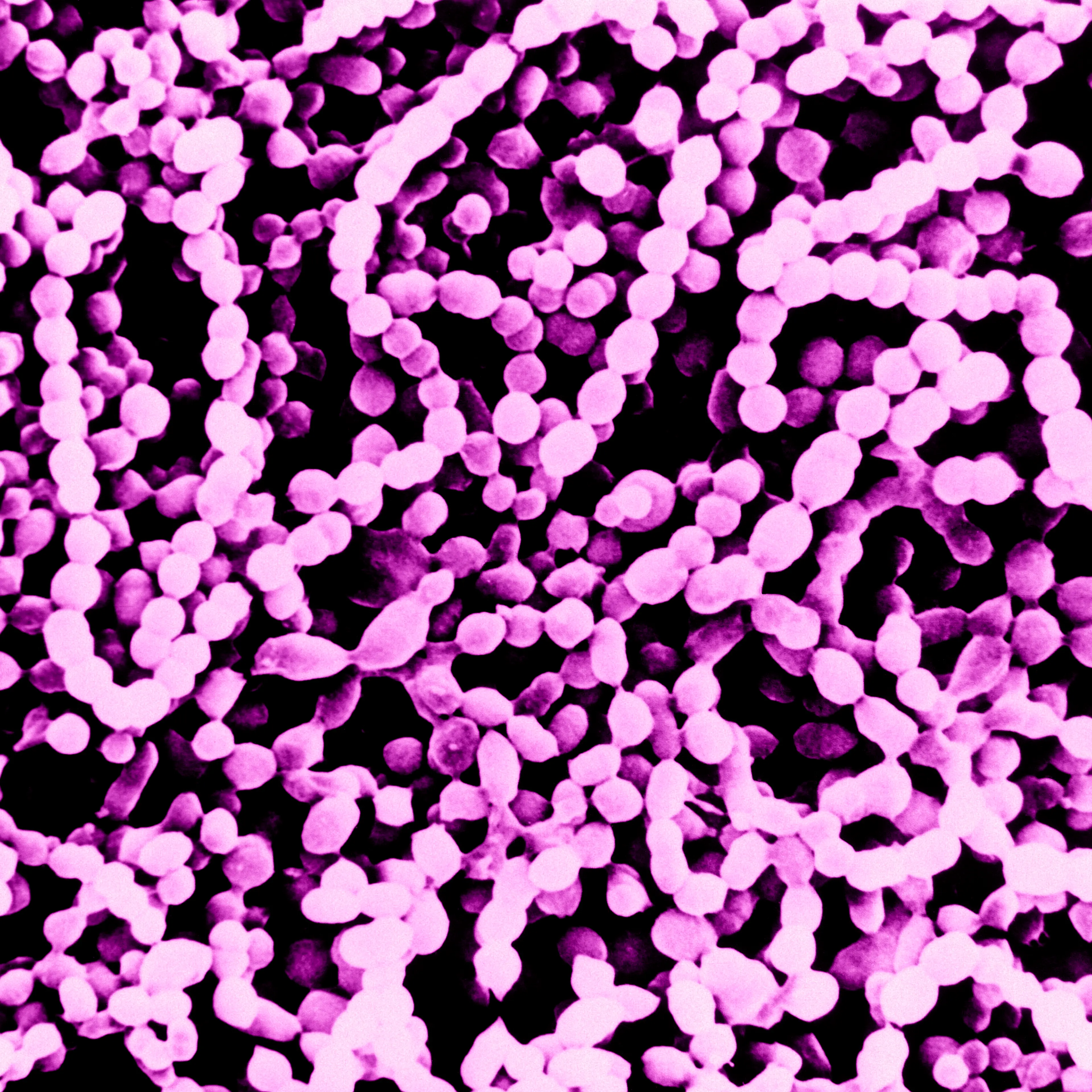 streptococcus-pyogenes
