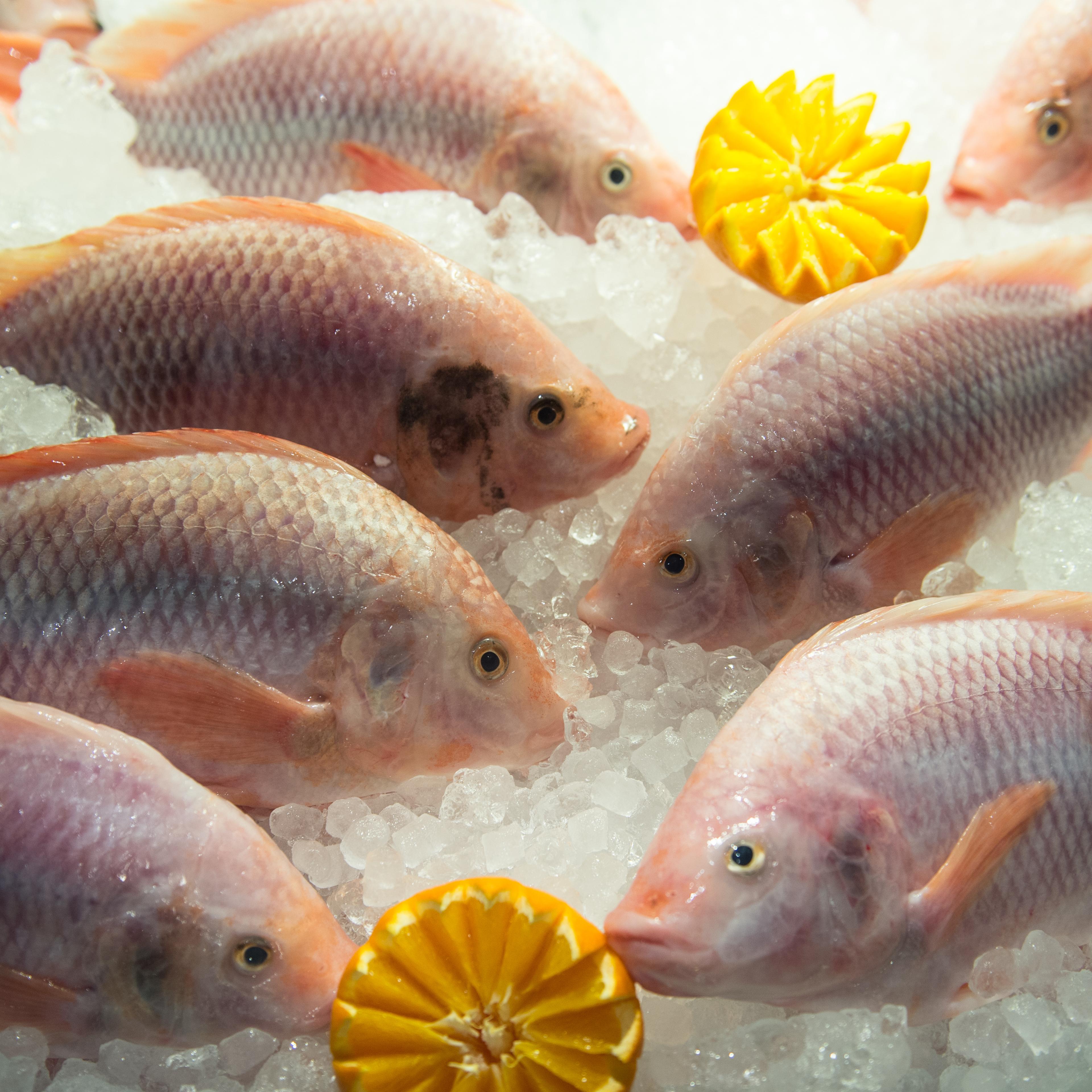 global fish supply