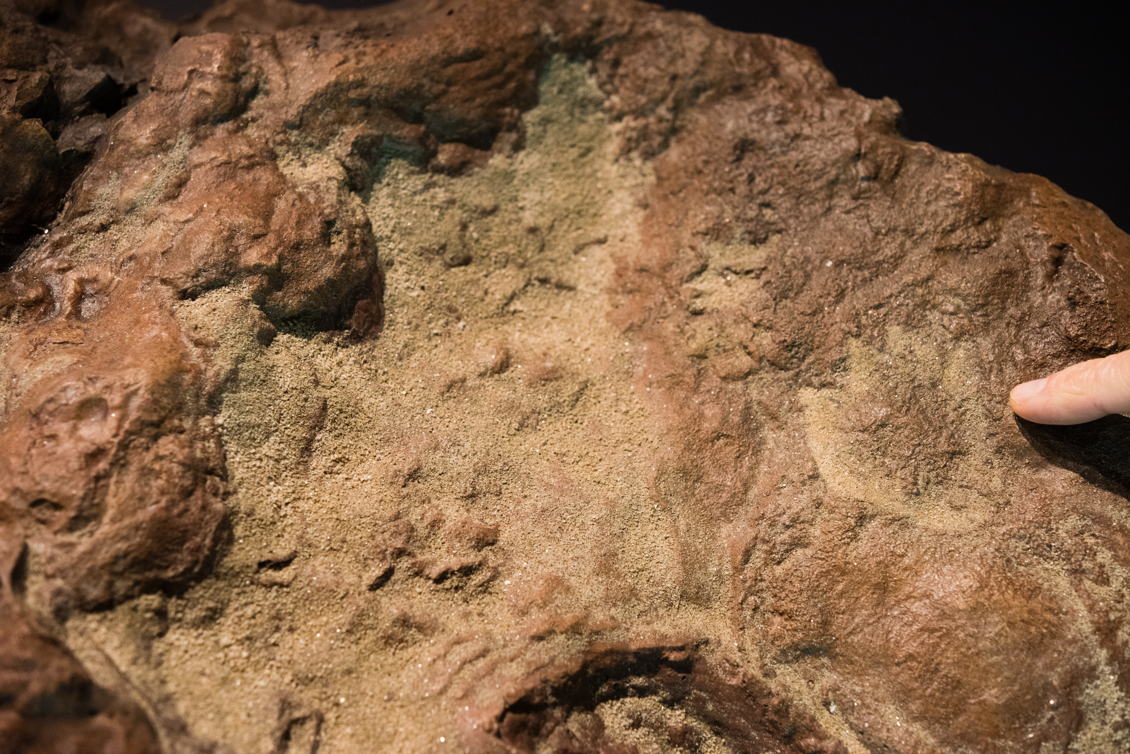 Dinosaur footprints were discovered at NASA's Goddard Space Flight Center in Greenbelt, Md. in April of 2012 and they will be unveiled on Wednesday, the day a paper concerning the discovery will appear in Scientific Reports.
