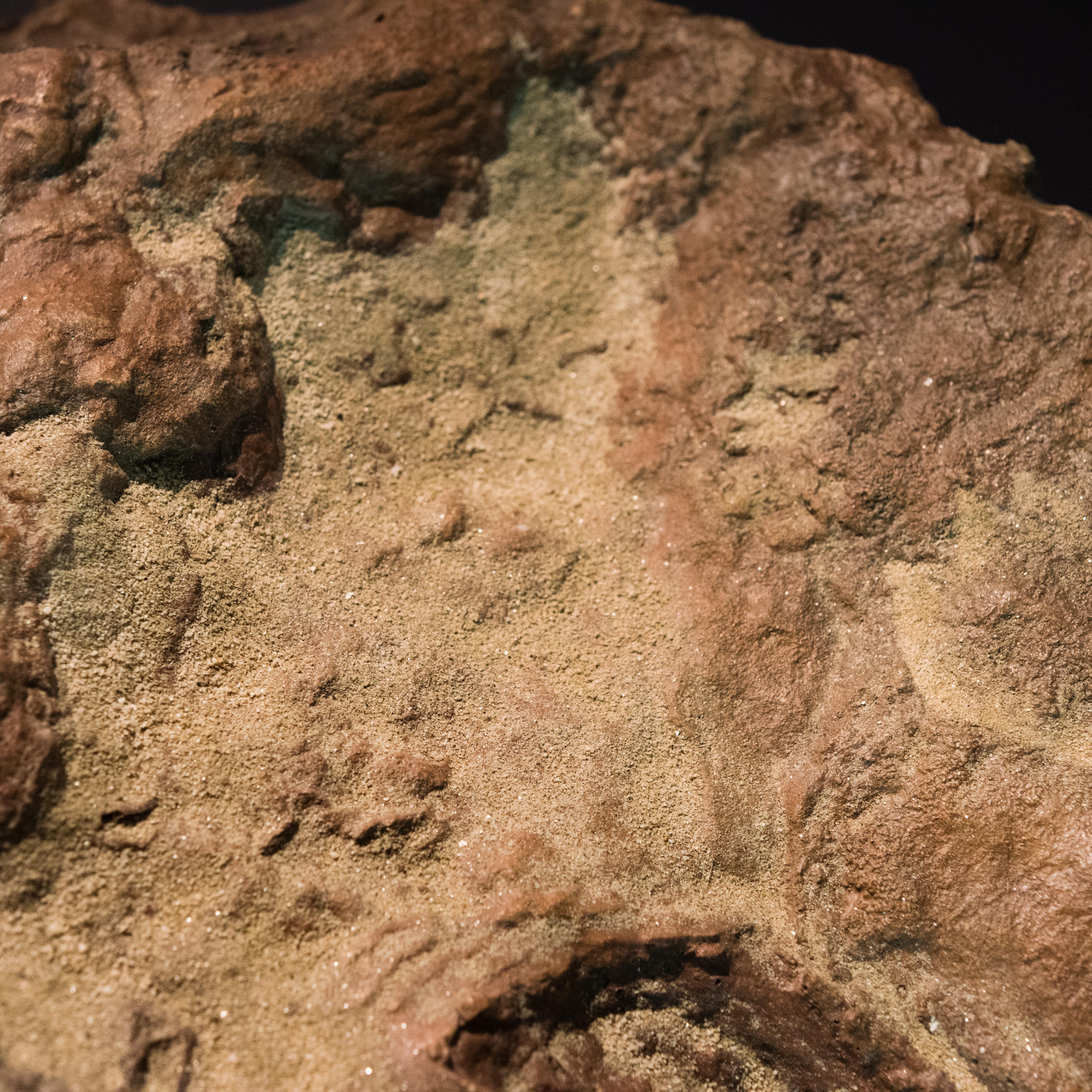 Dinosaur footprints were discovered at NASA's Goddard Space Flight Center in Greenbelt, Md. in April of 2012 and they will be unveiled on Wednesday, the day a paper concerning the discovery will appear in Scientific Reports.