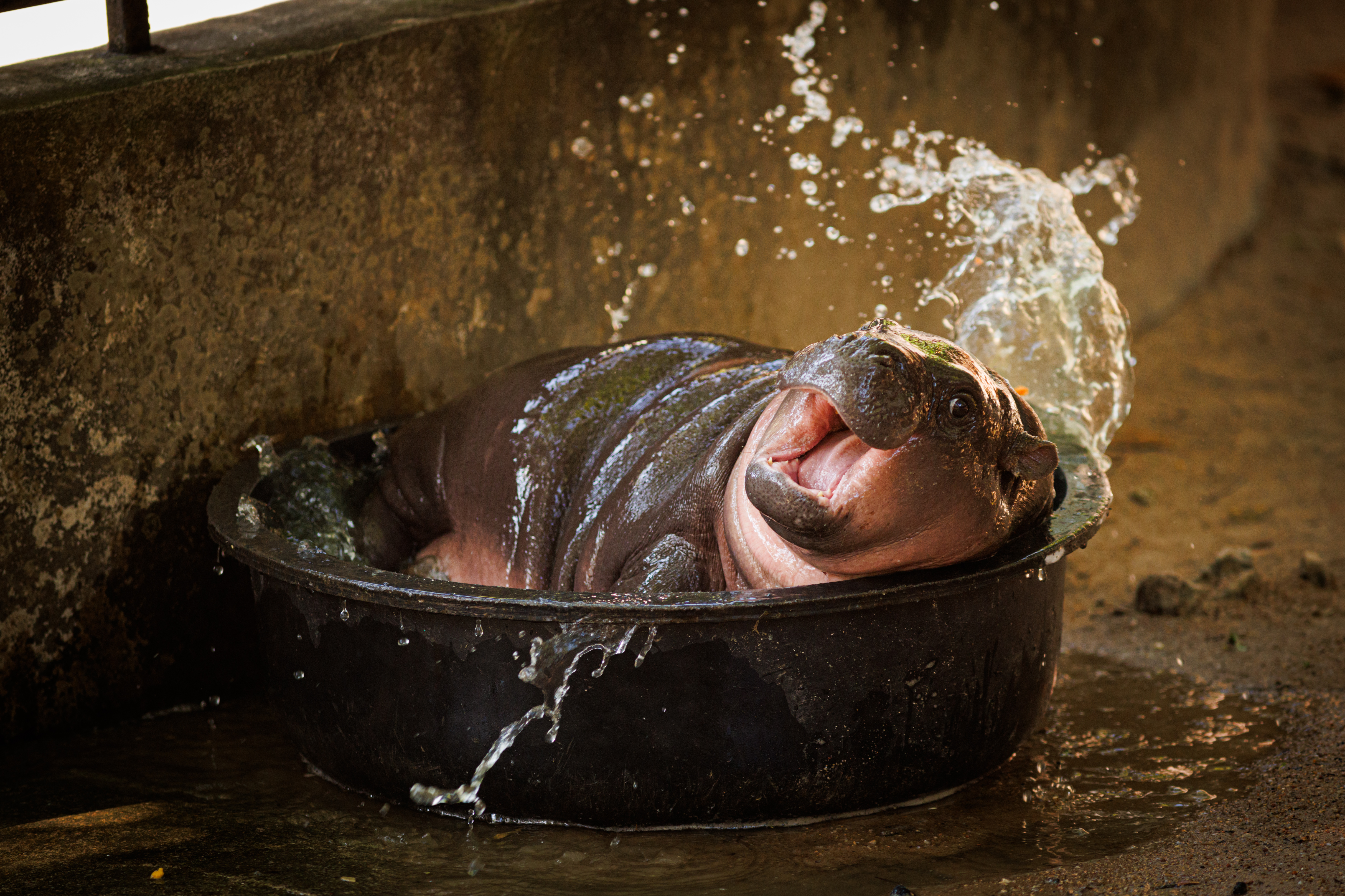 Pygmy Hippo Moo Deng Continues To Delight People