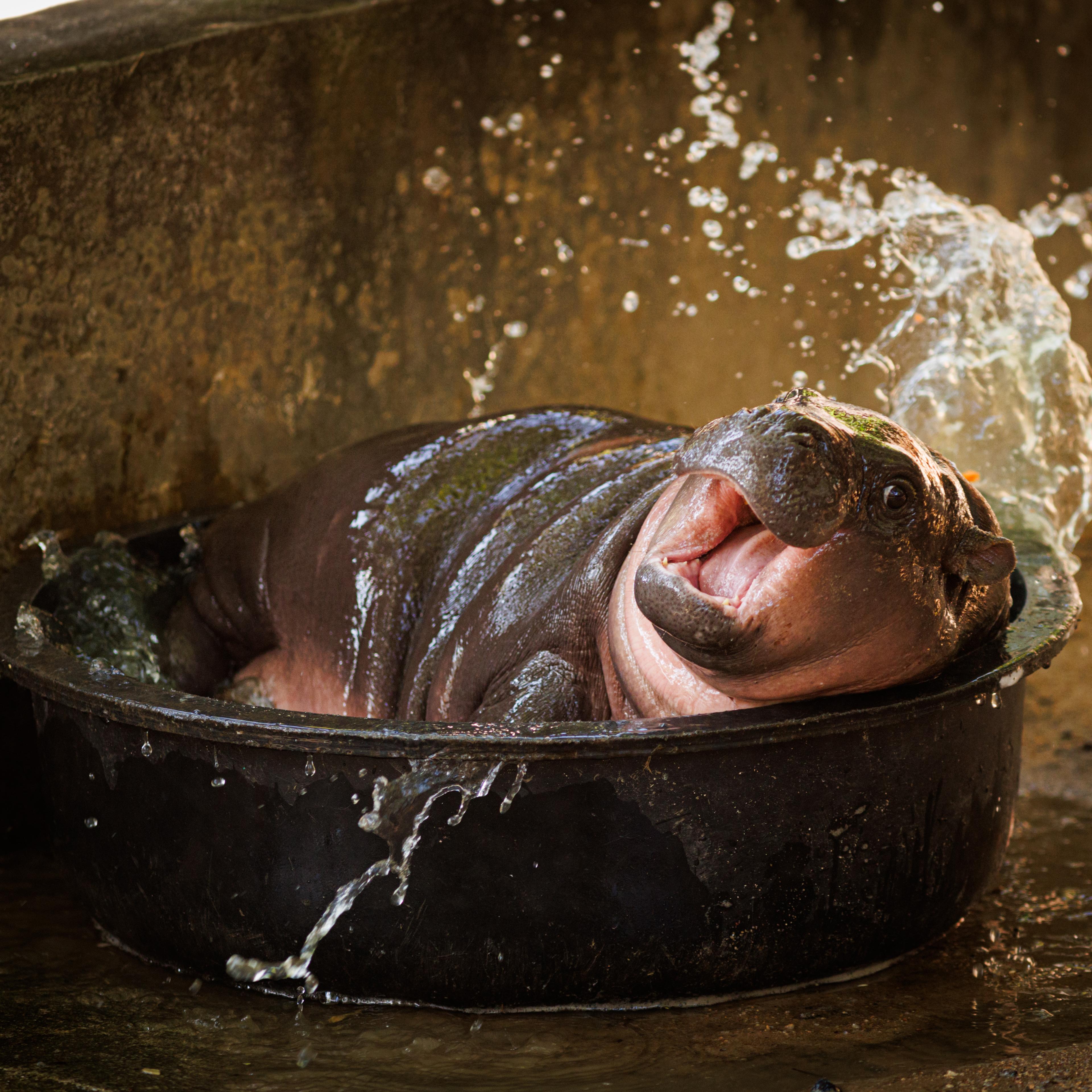 Pygmy Hippo Moo Deng Continues To Delight People