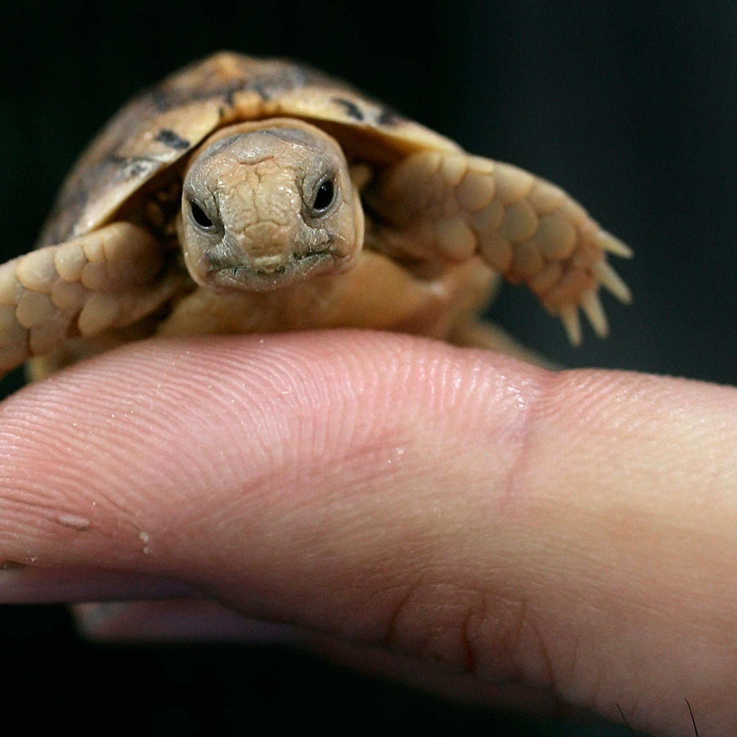 Worker from Rome's Biopark zoo holds a Testudo Kleinmanni hatchling in Rome