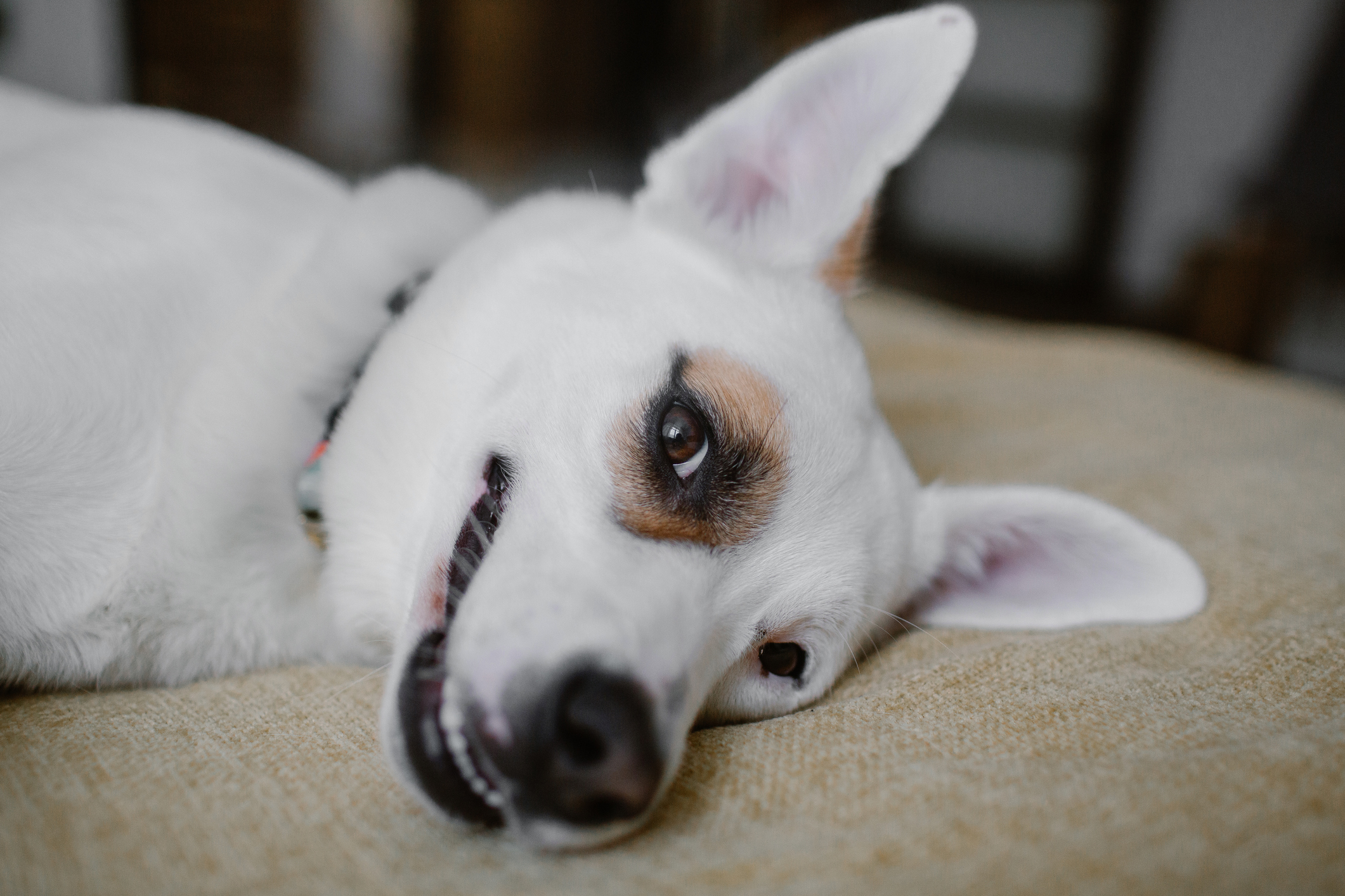 Funny white dog laying on the bed