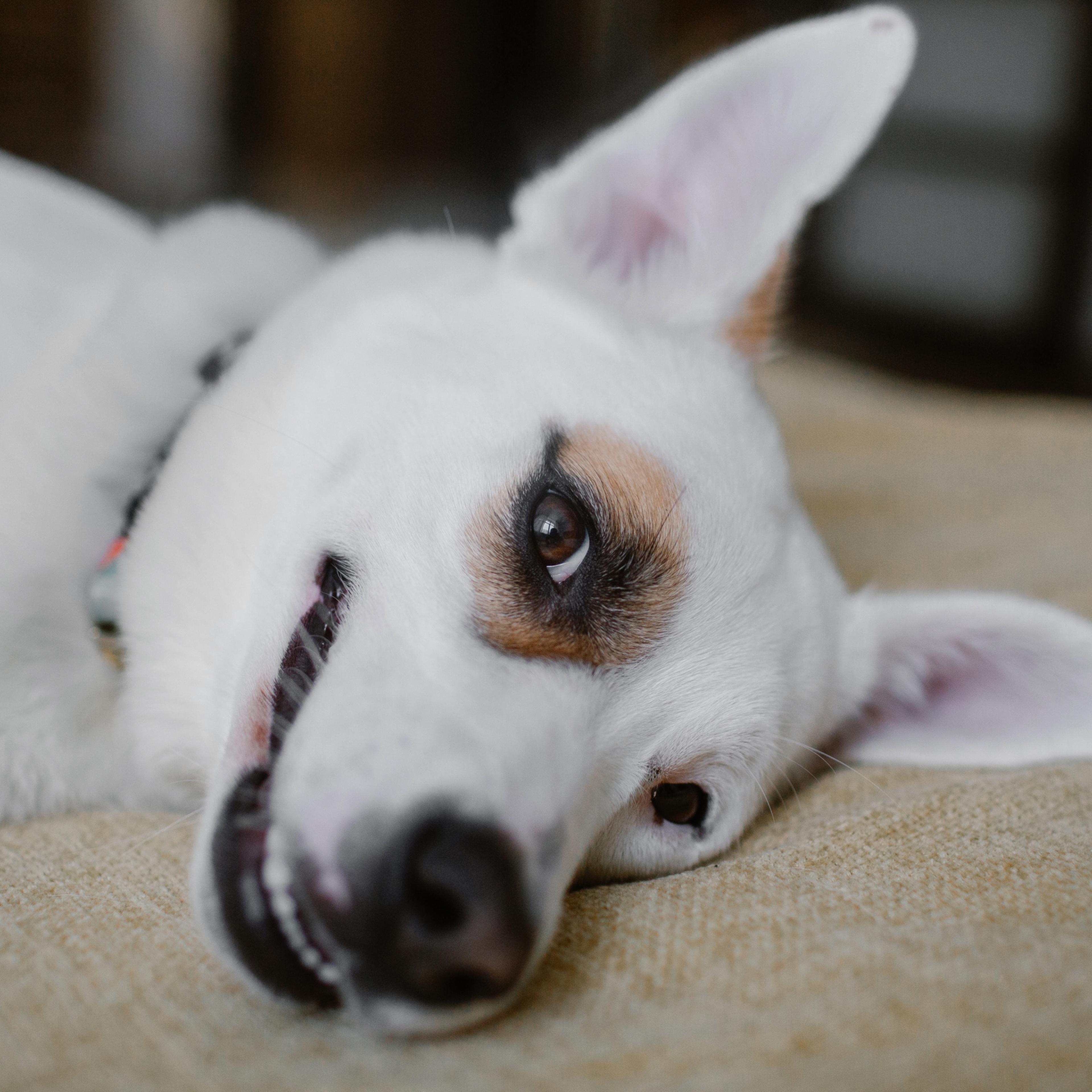 Funny white dog laying on the bed