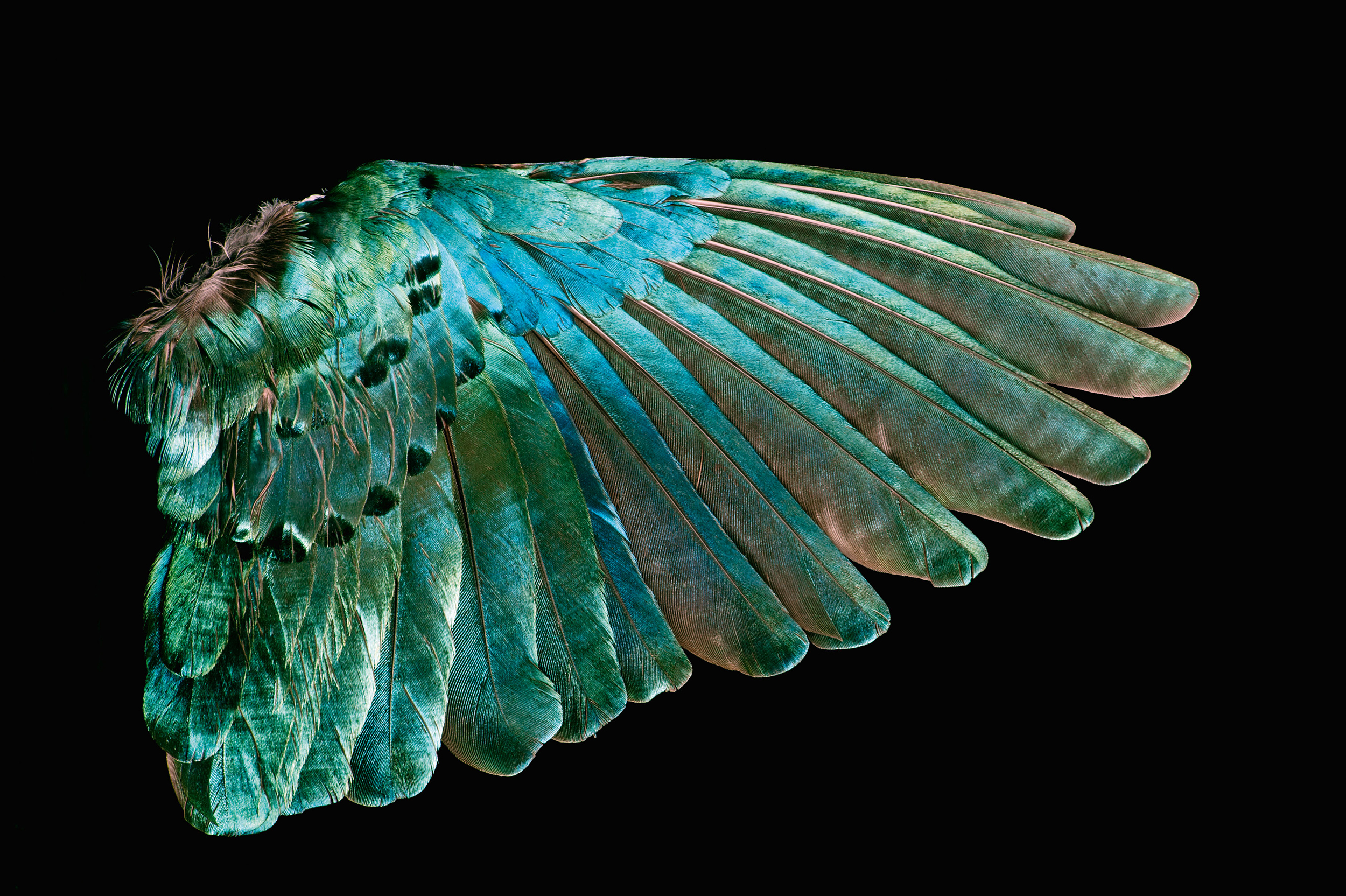 Exquisite Photos of Bird Feathers from Around the World