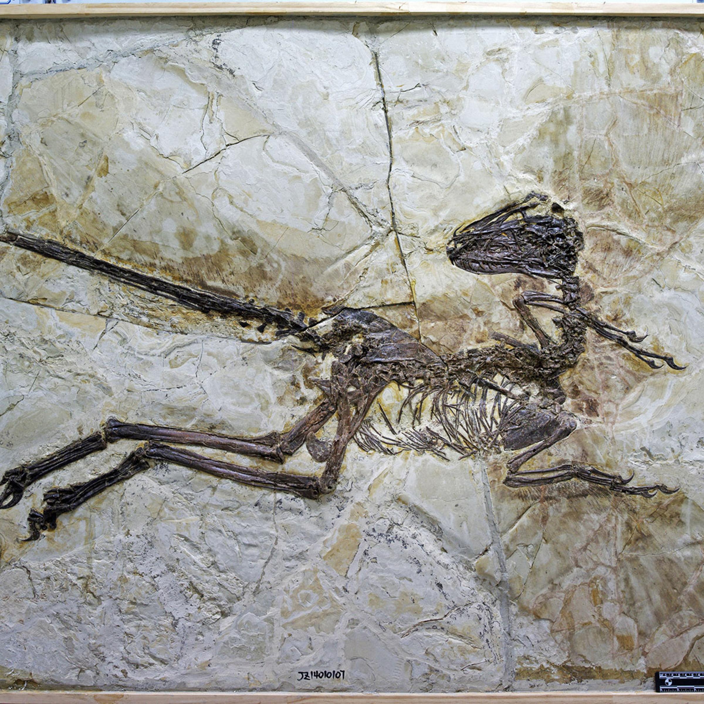 This is an image provided by University of Edinburgh taken in Jinzhou, China, in 2014 and released on Thursday July 16, 2015 of the fossil of a new species of dinosaur named Zhenyuanlong suni.