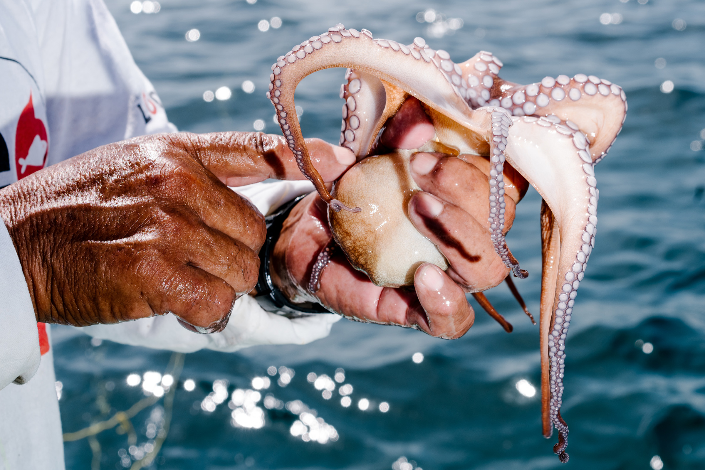 Octopus farm