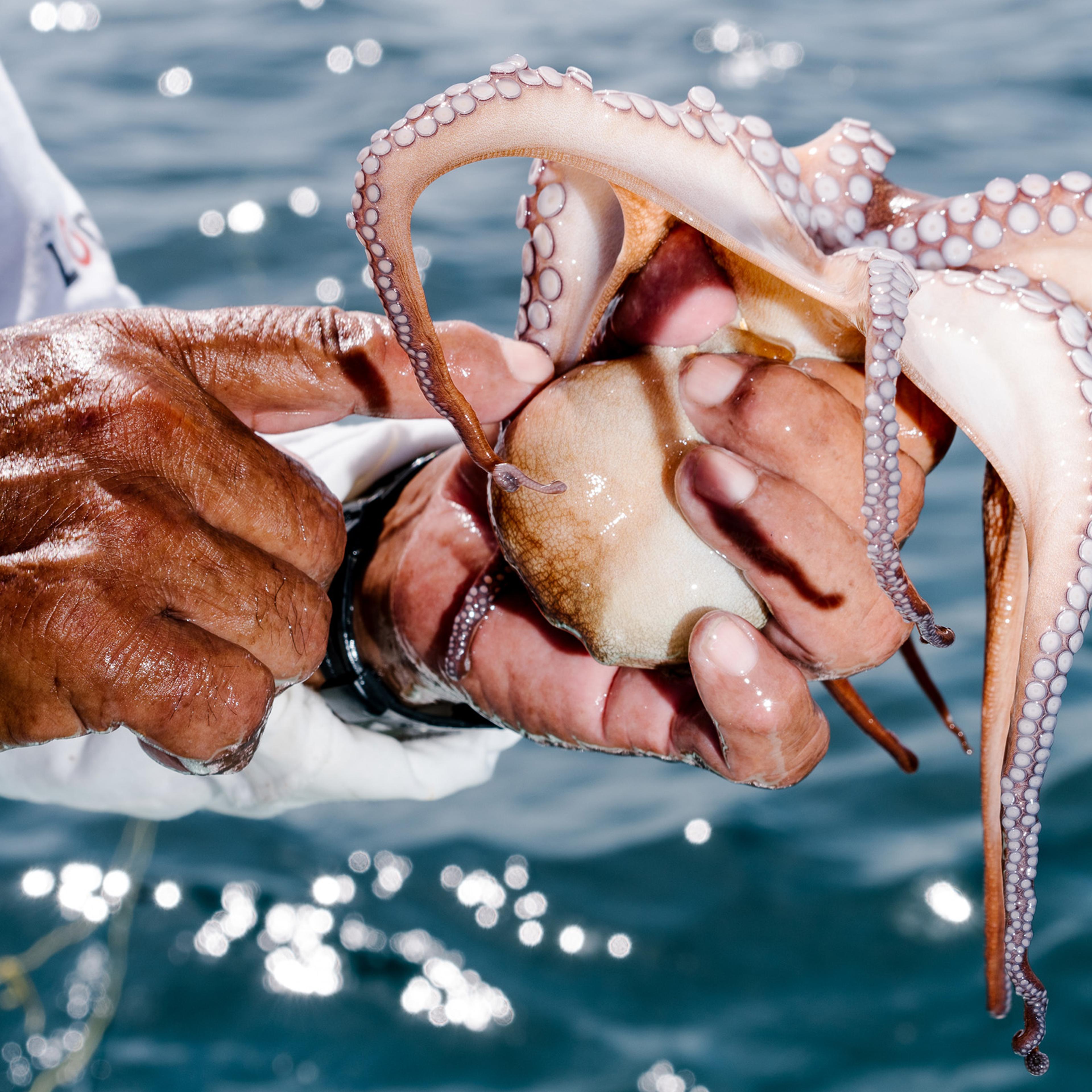 Octopus farm