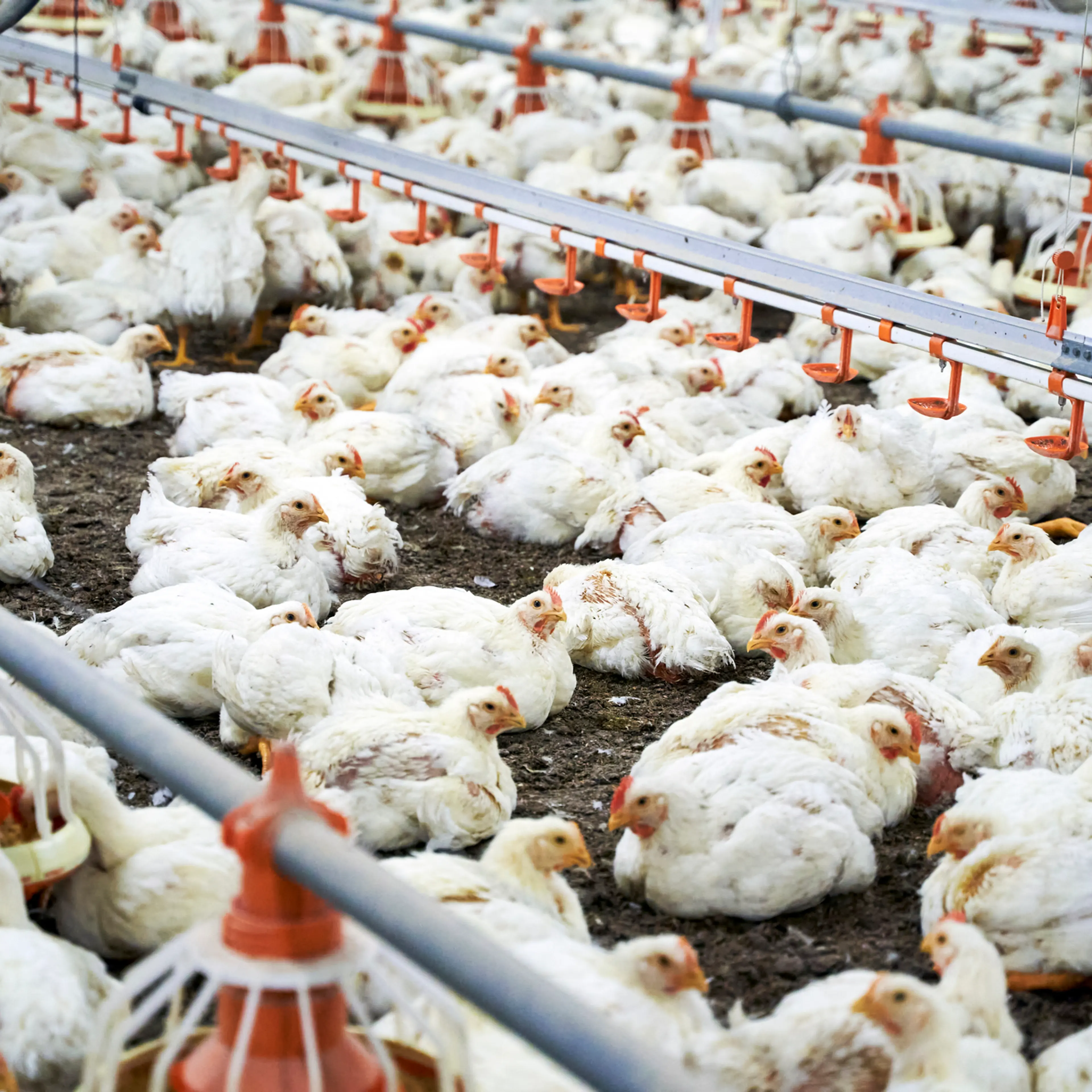 White chicken amidst feeders in production factory