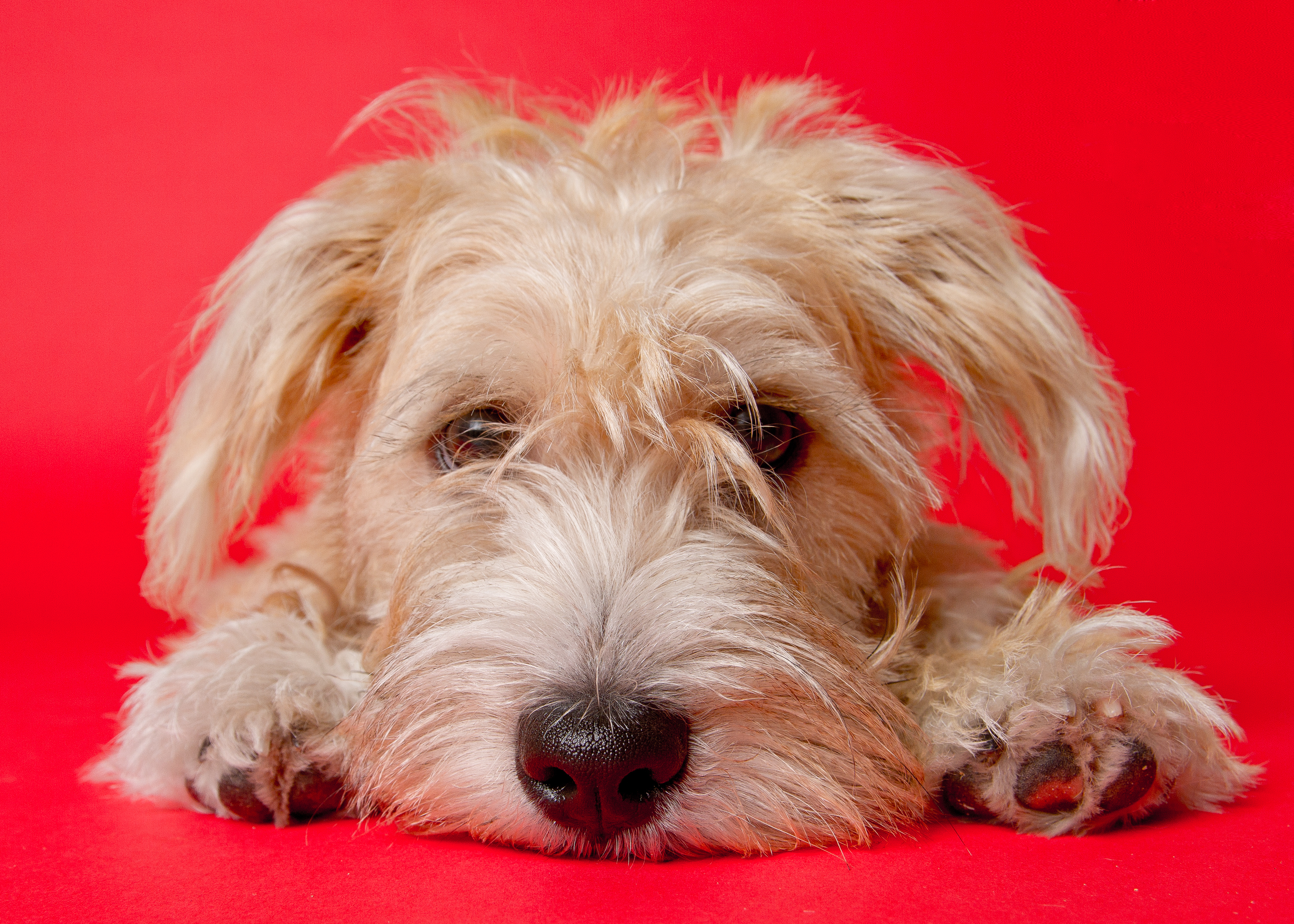 Terrier puppy