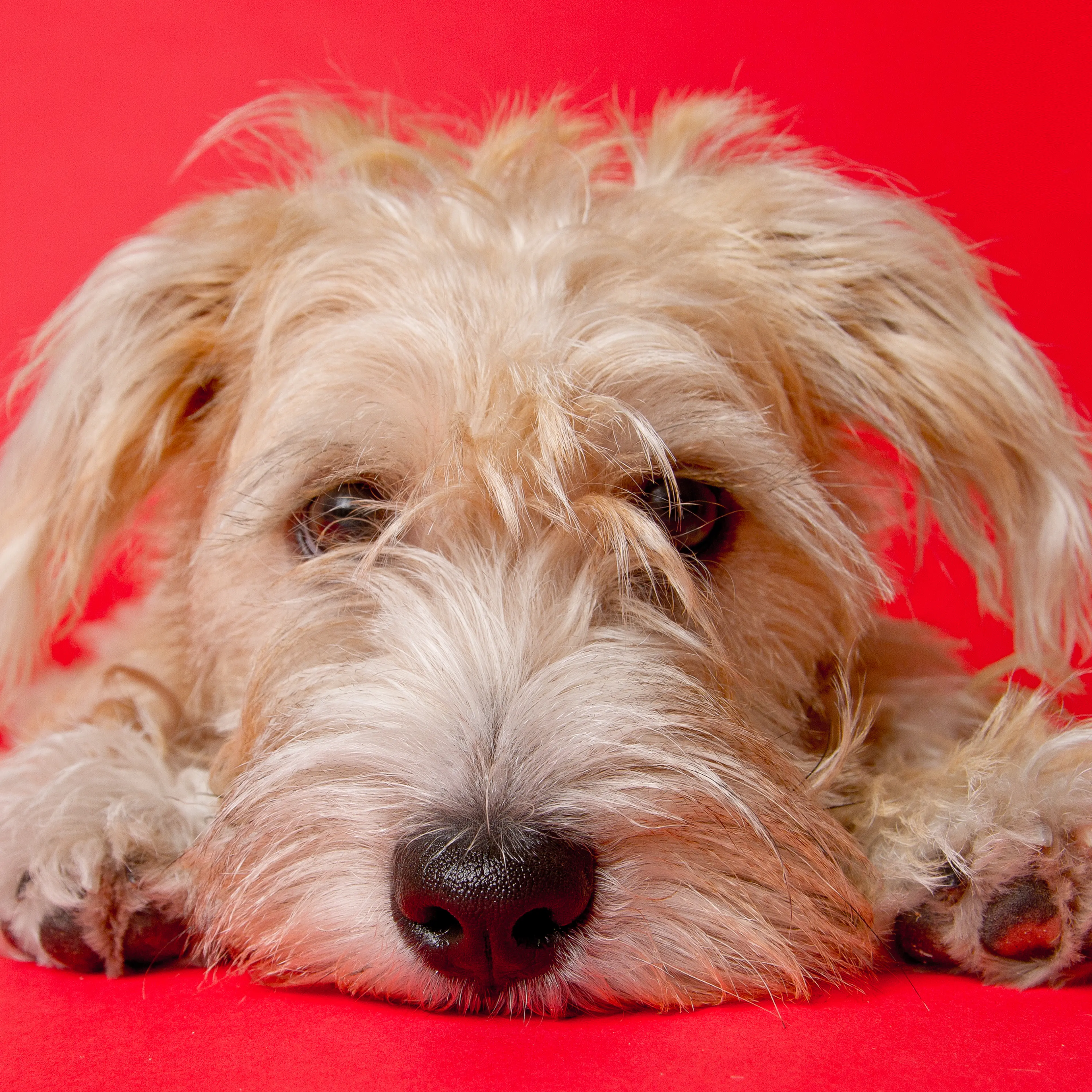 Terrier puppy