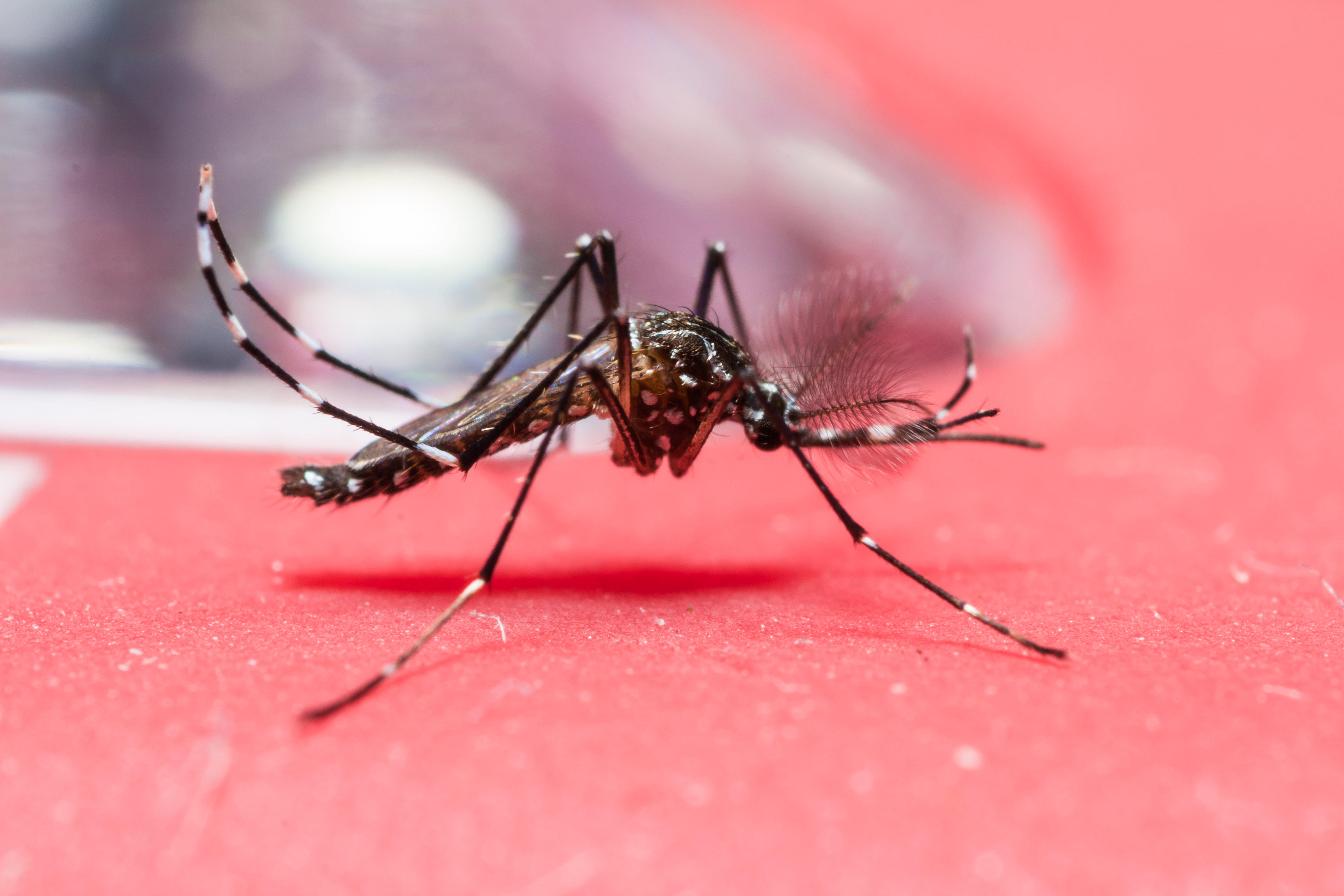 Yellow fever mosquito