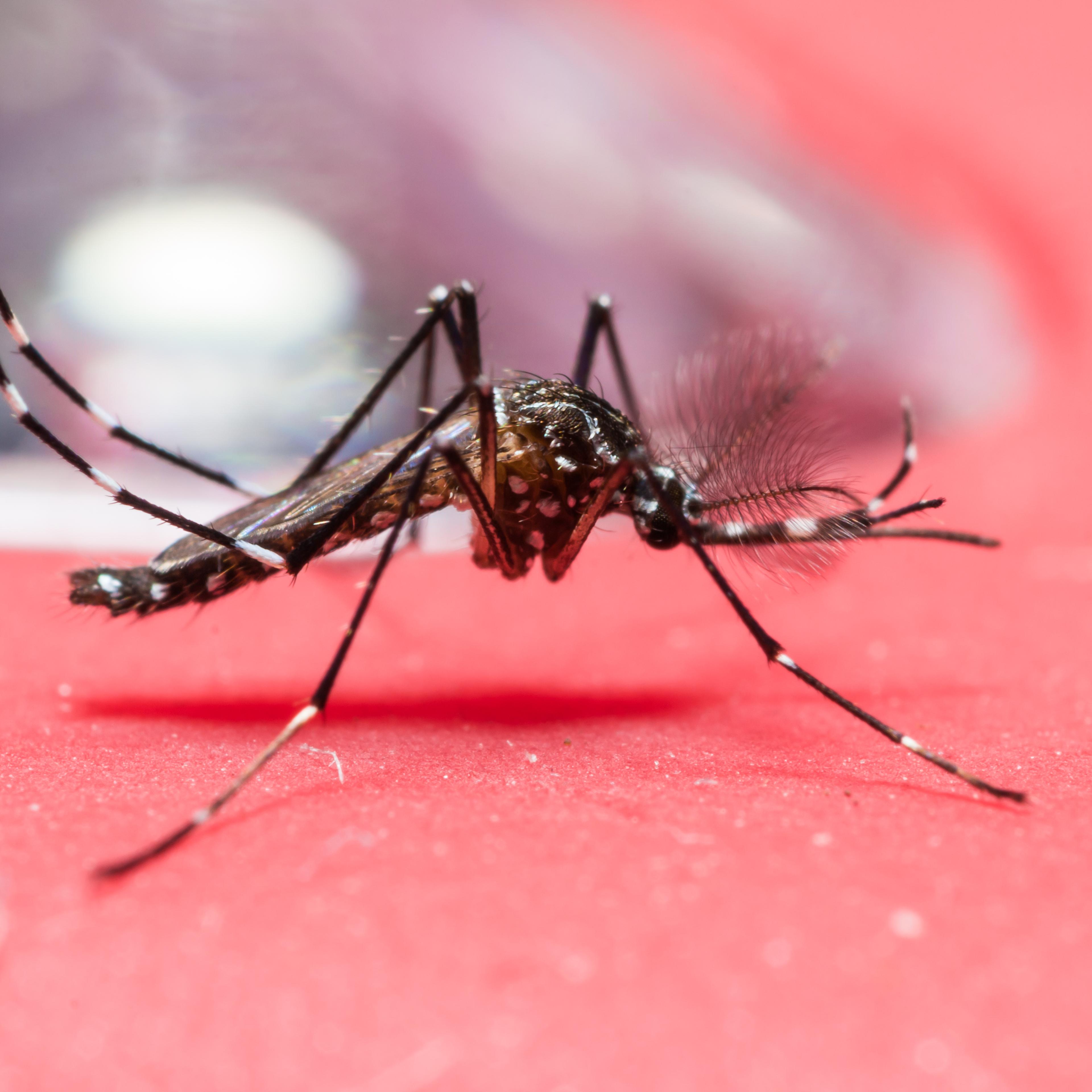 Yellow fever mosquito