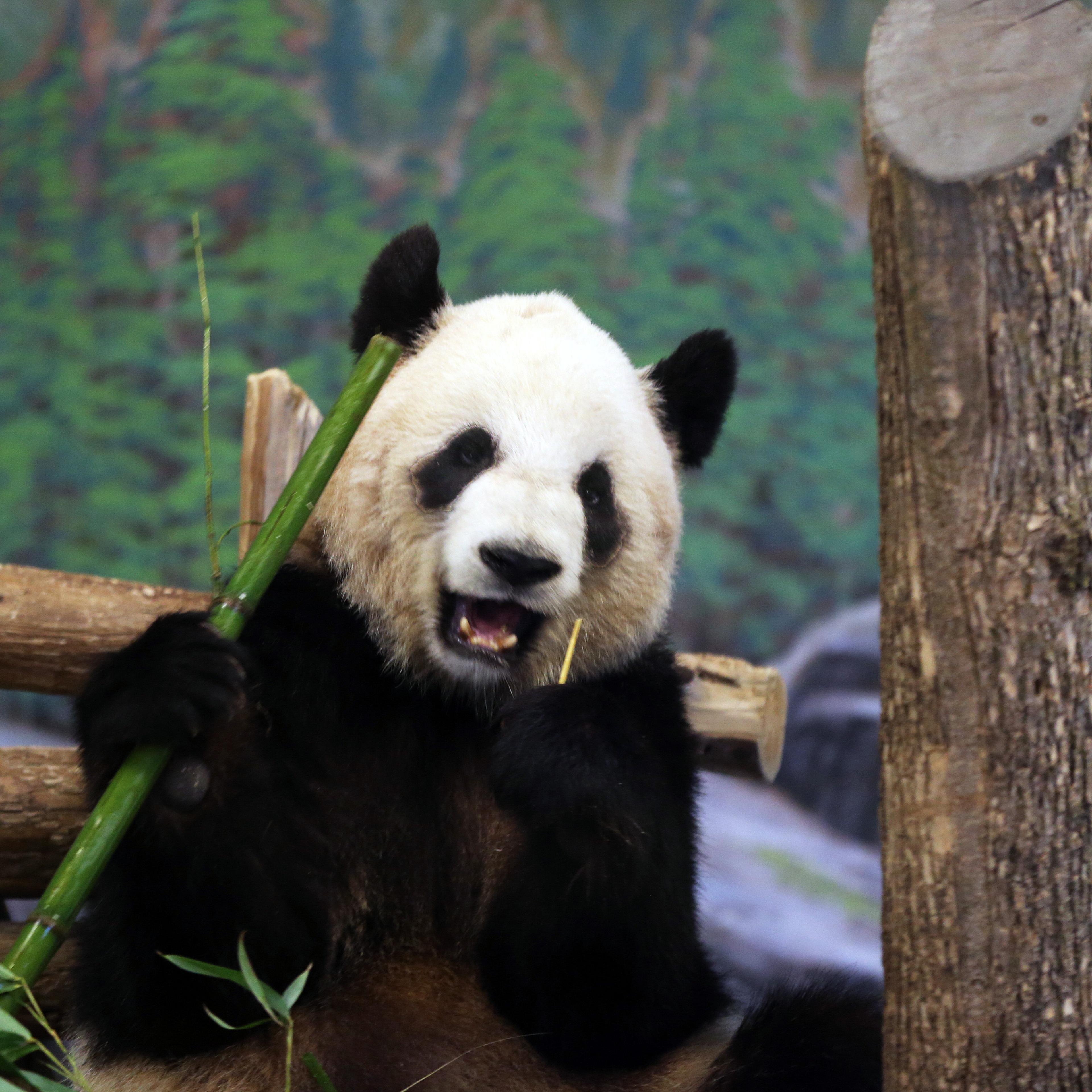 Panda Er Shun at the Toronto Zoo on April 29, 2014.