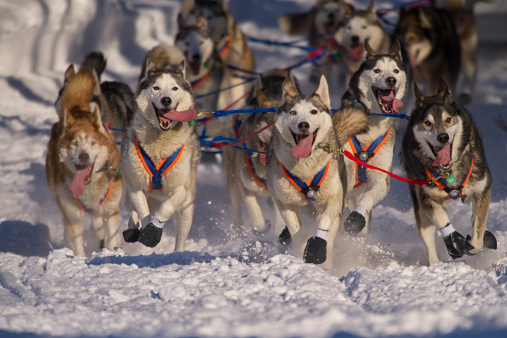 Hank Debruin's Iditarod Siberian huskies running in snow.