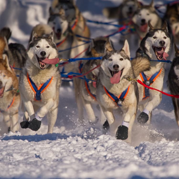 Hank Debruin's Iditarod Siberian huskies running in snow.