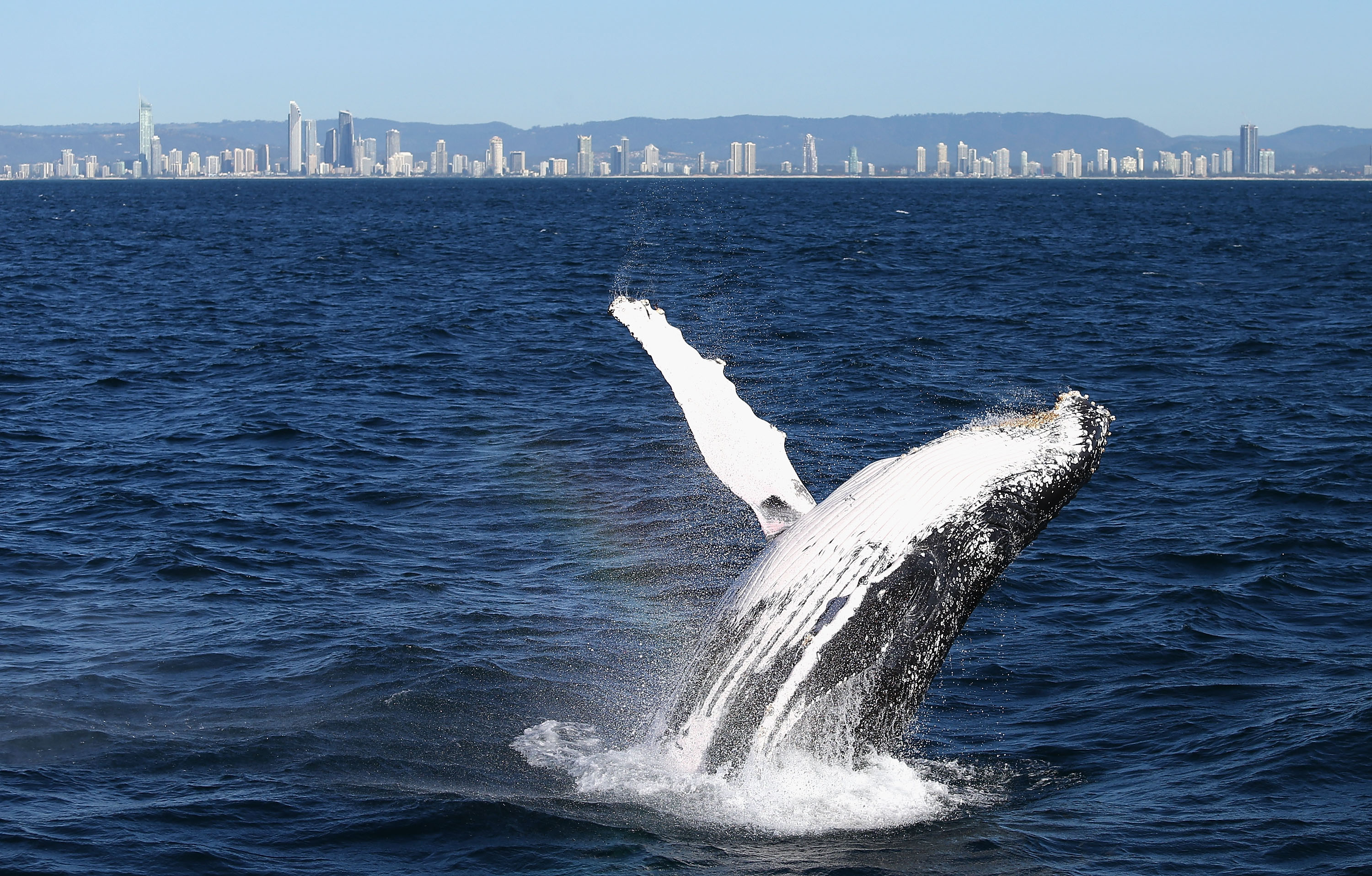 Whale Watching Season Underway On Australia's East Coast