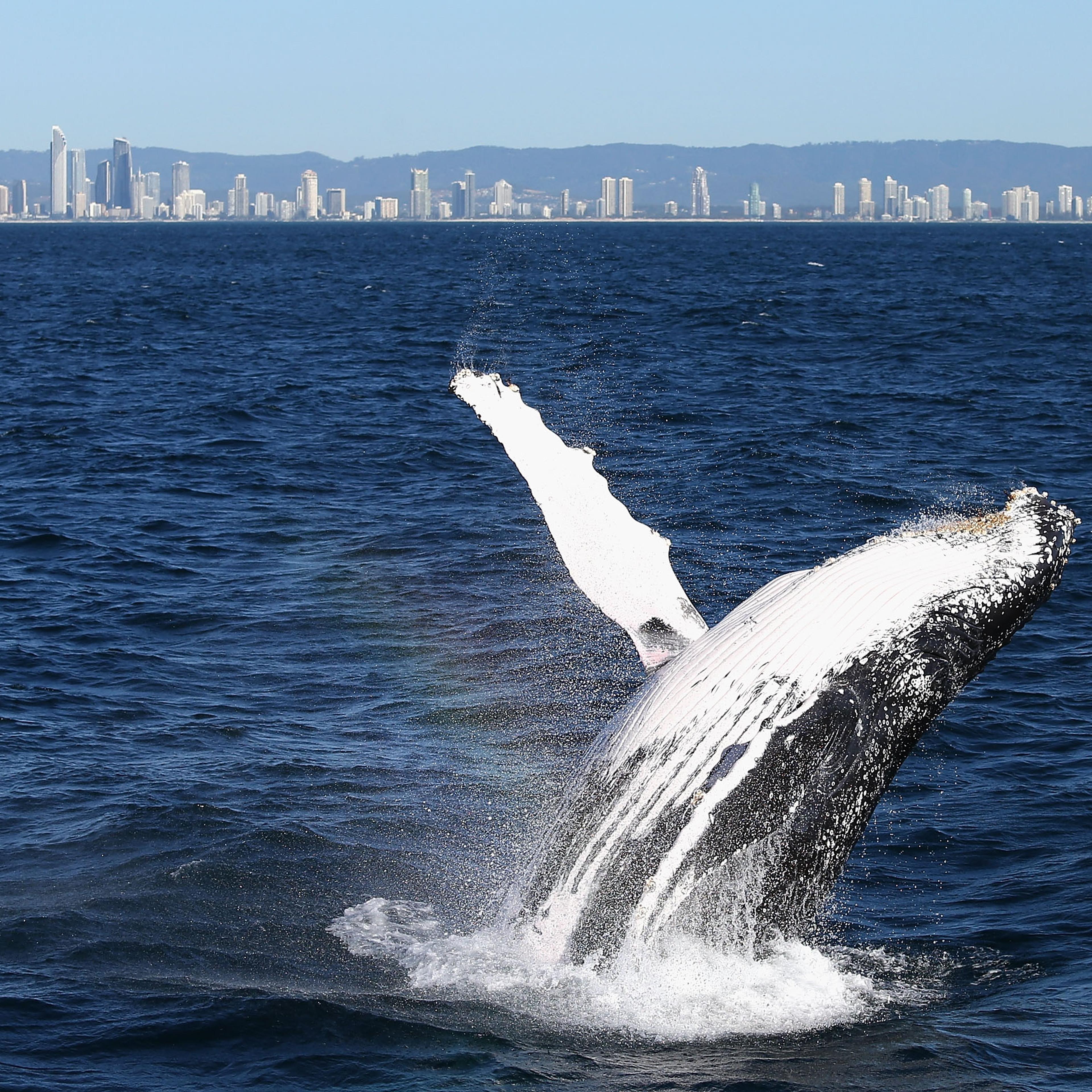 Whale Watching Season Underway On Australia's East Coast