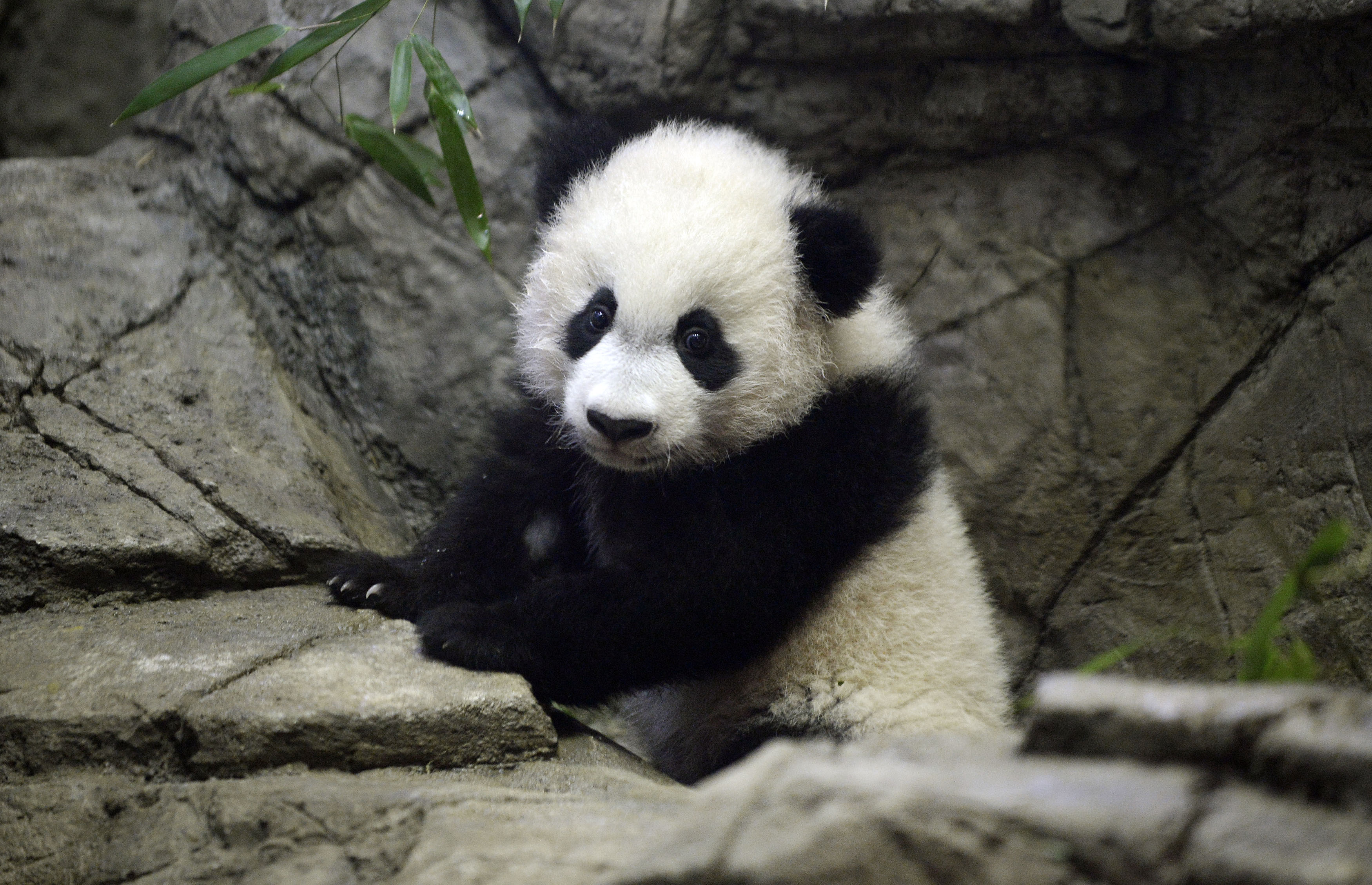 USA-CHINA-ANIMAL-PANDA-ZOO-TOURISM