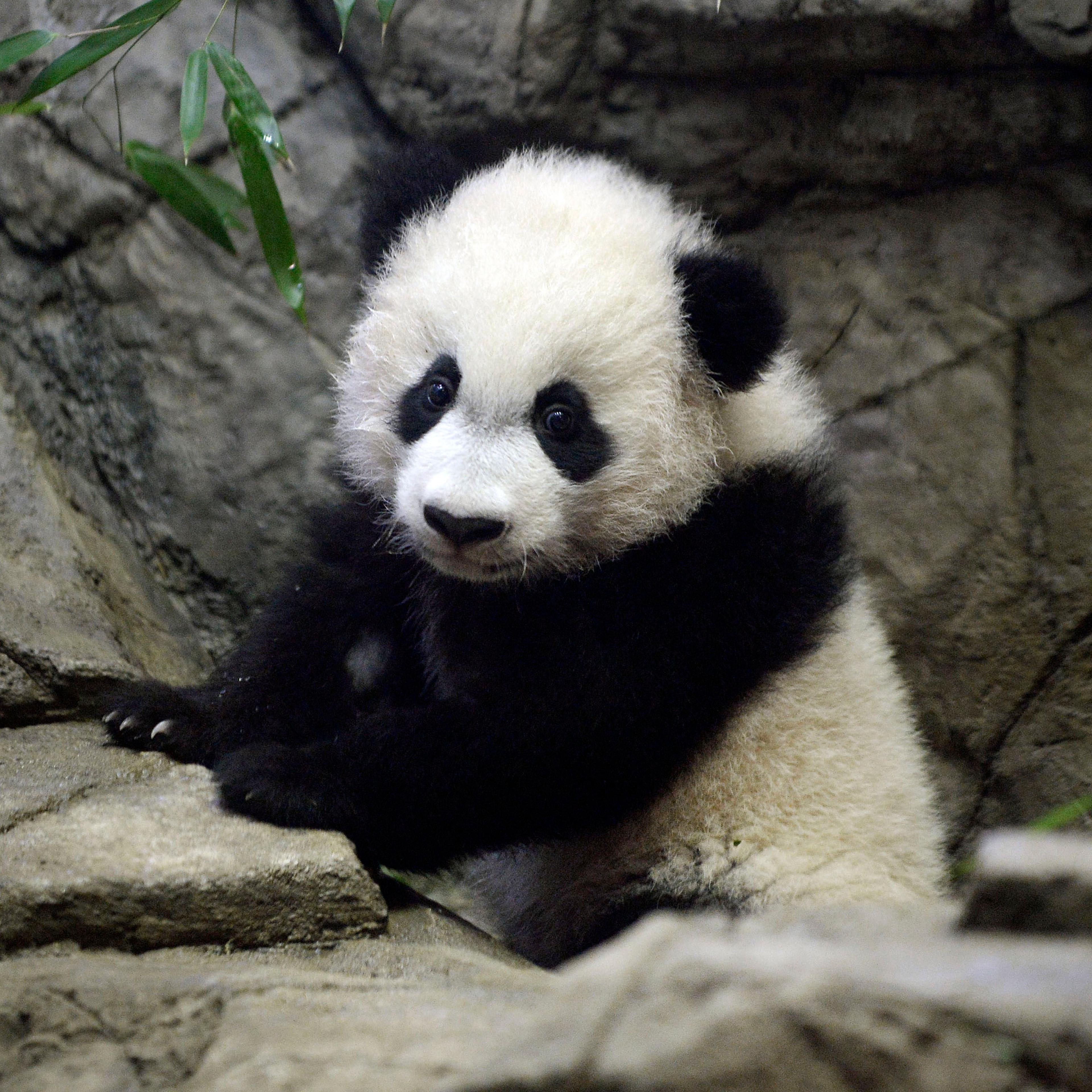USA-CHINA-ANIMAL-PANDA-ZOO-TOURISM