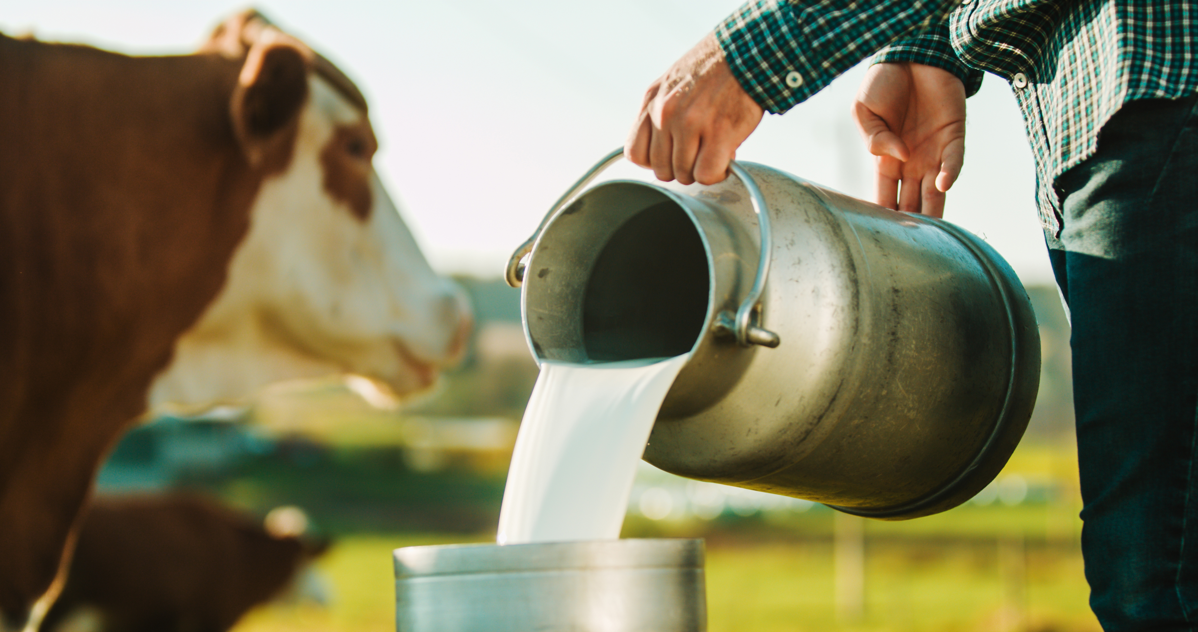 dairy-cow