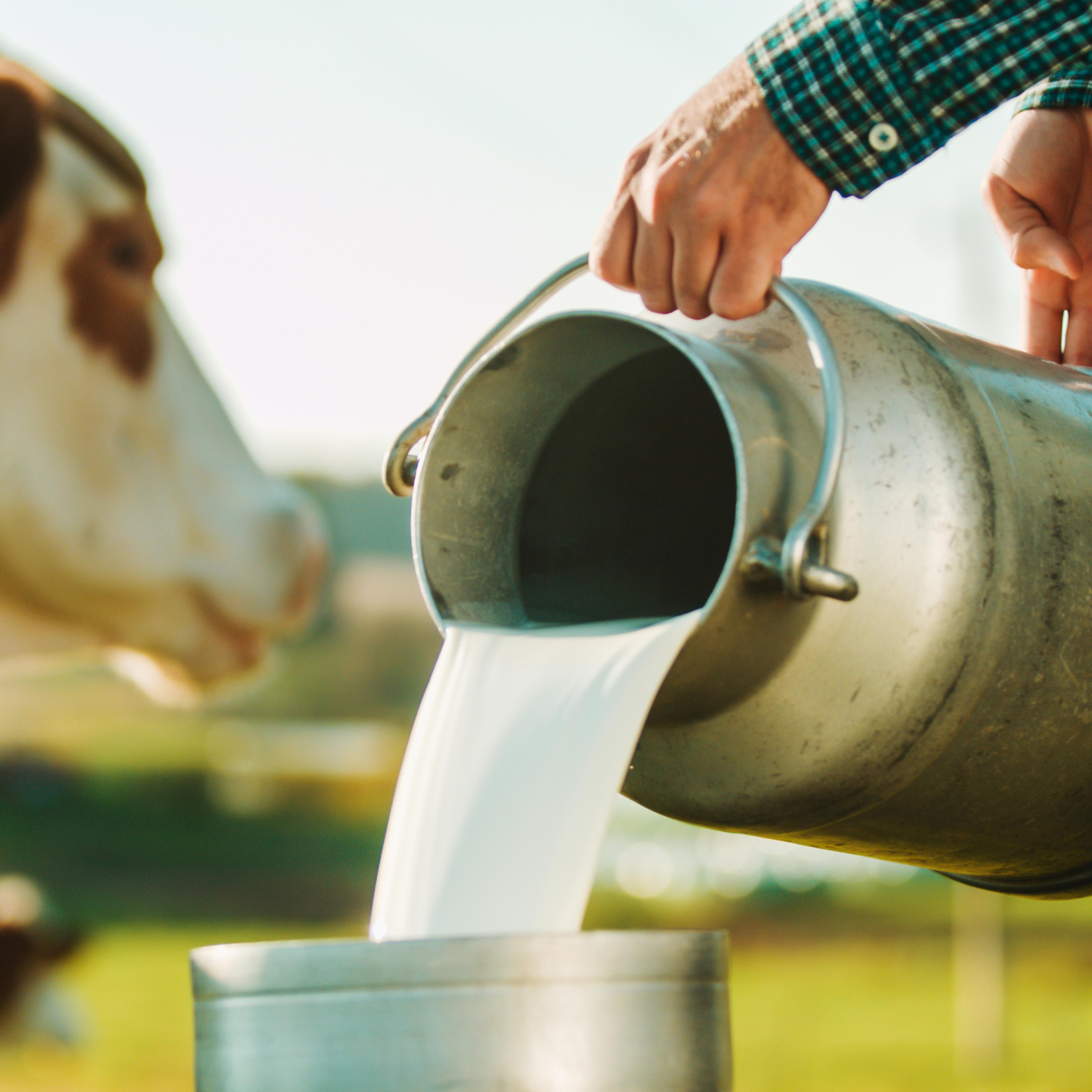 dairy-cow