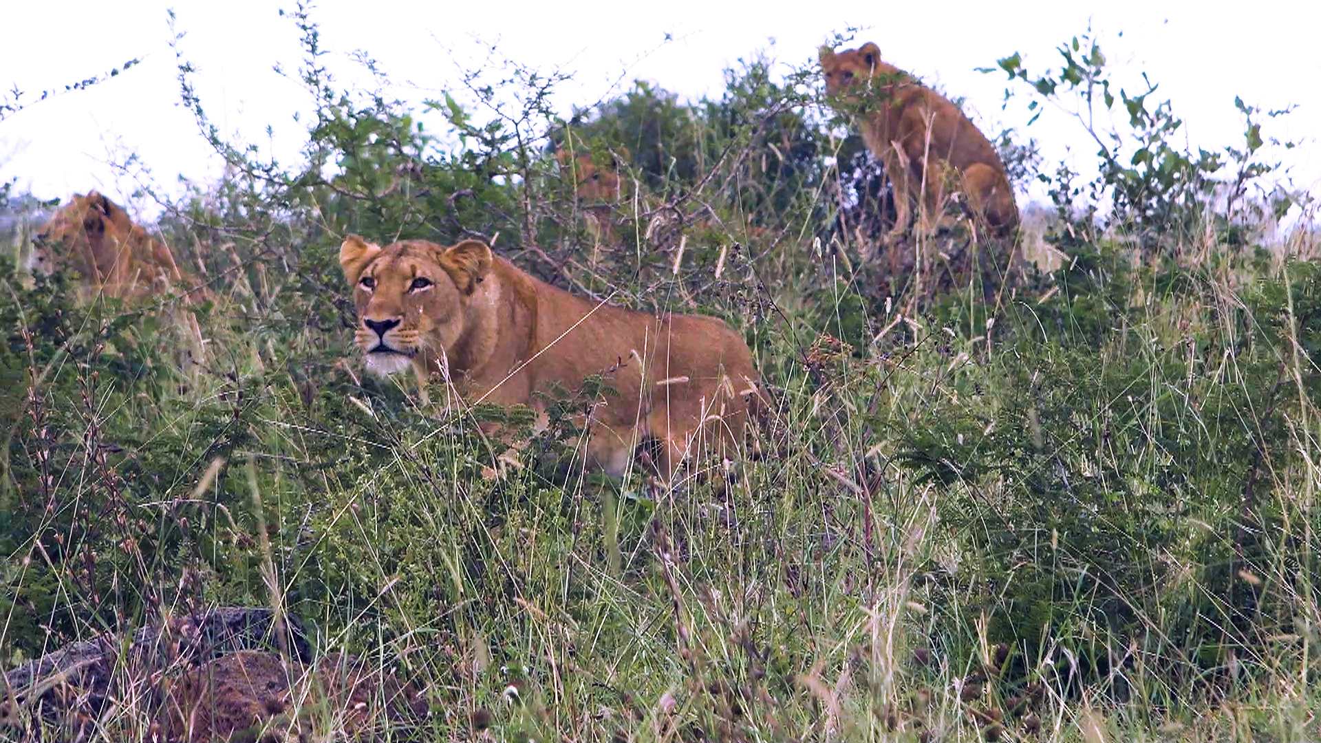 Shocking Moment Buffalo Herd Mourn Dead Matriarch